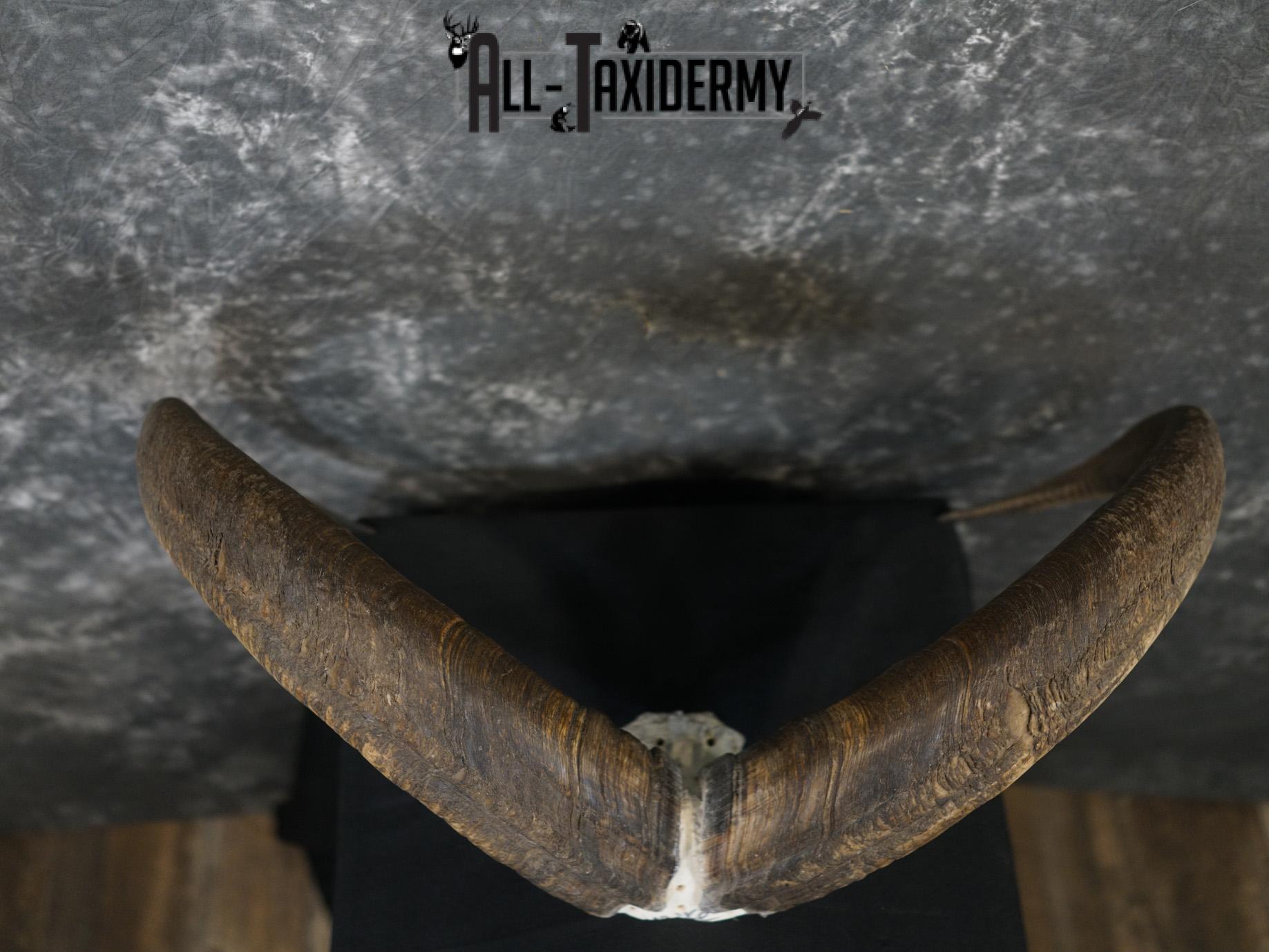 Aoudad Skull Plate and Horns Mount SCI GOLD SKU 2204 - Image 5