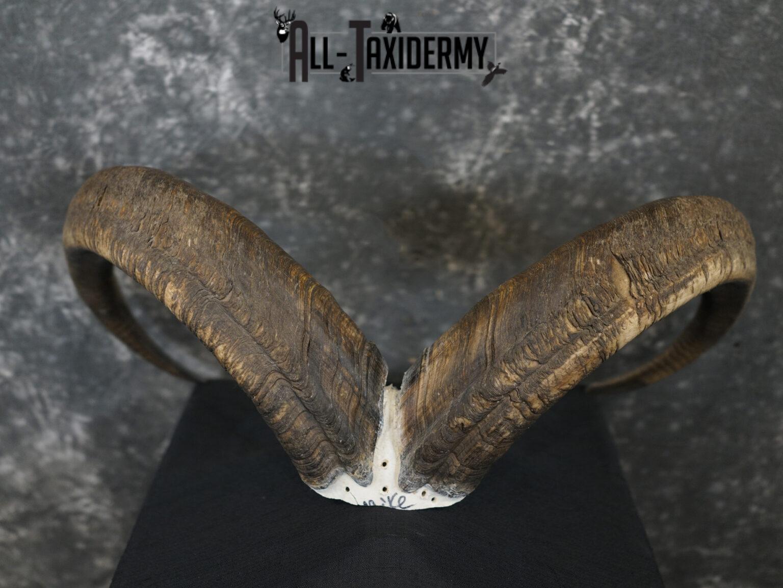 Aoudad Skull Plate and Horns Mount SCI GOLD SKU 2204 All Taxidermy