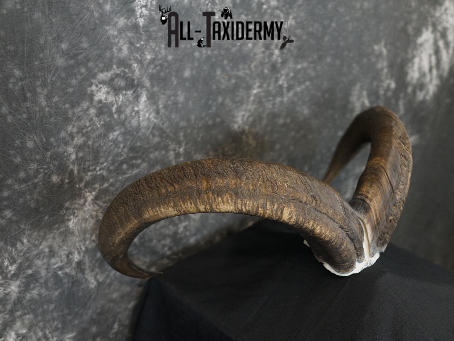 Aoudad Skull Plate and Horns Mount SCI GOLD SKU 2204 - Image 3