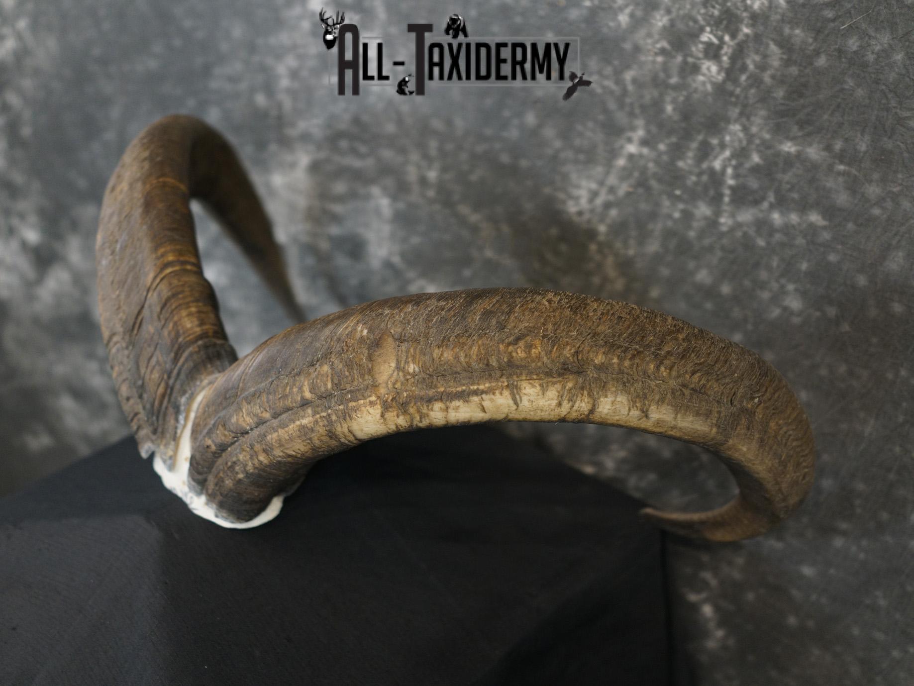 Aoudad Skull Plate and Horns Mount SCI GOLD SKU 2204 - Image 2