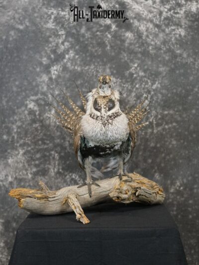 Greater sage grouse taxidermy mount for sale SKU 2196