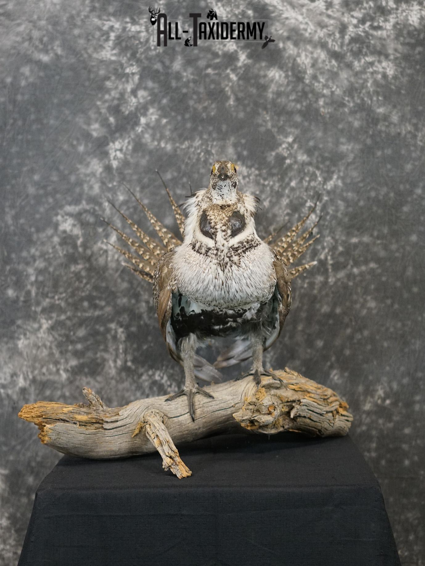 Greater sage grouse taxidermy mount for sale SKU 2196