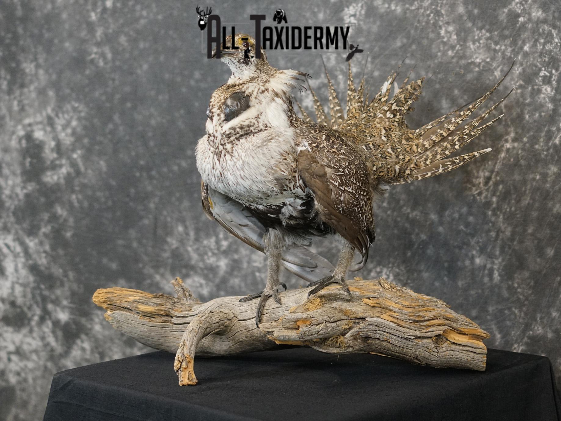 Greater sage grouse taxidermy mount for sale SKU 2196 - Image 10
