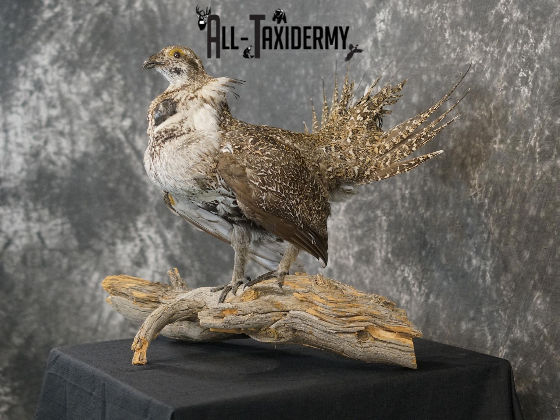 Greater sage grouse taxidermy mount for sale SKU 2196 - Image 9