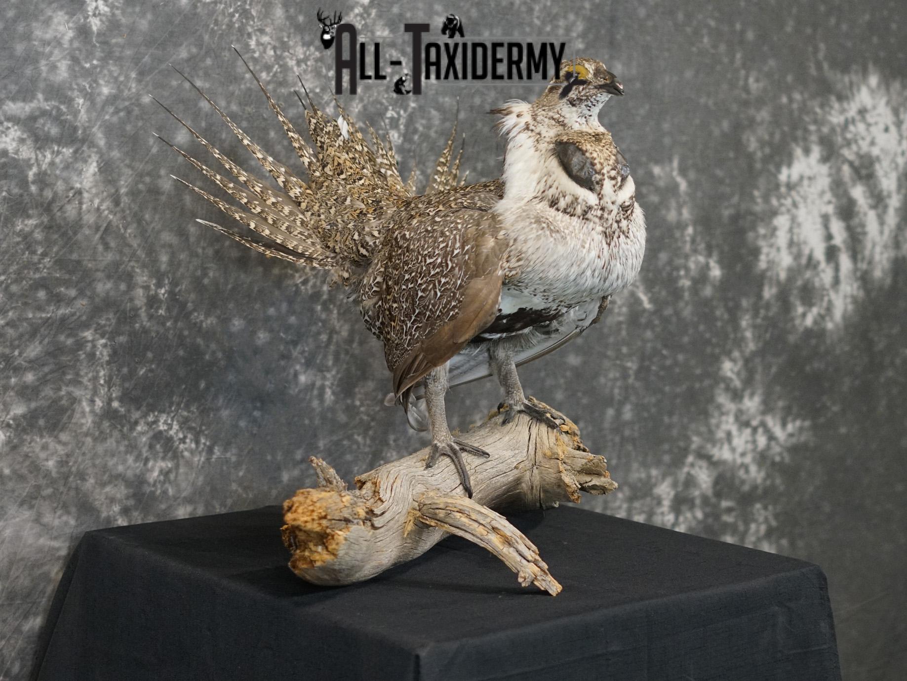 Greater sage grouse taxidermy mount for sale SKU 2196 - Image 8