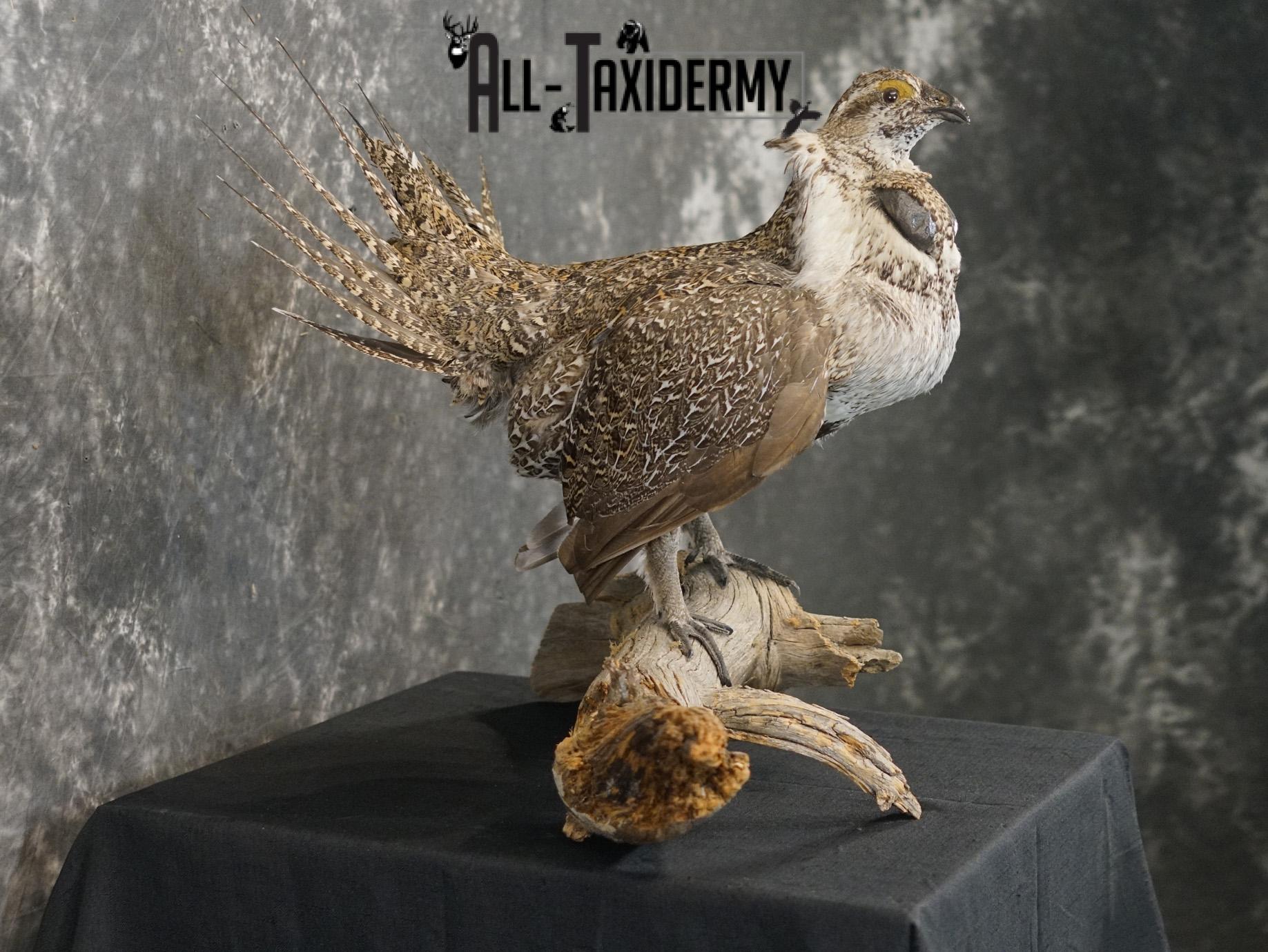 Greater sage grouse taxidermy mount for sale SKU 2196 - Image 7