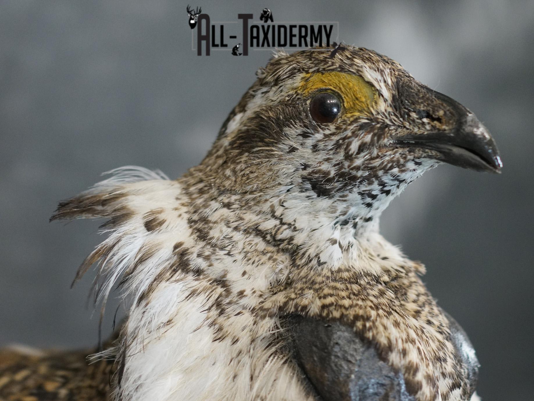Greater sage grouse taxidermy mount for sale SKU 2196 - Image 6