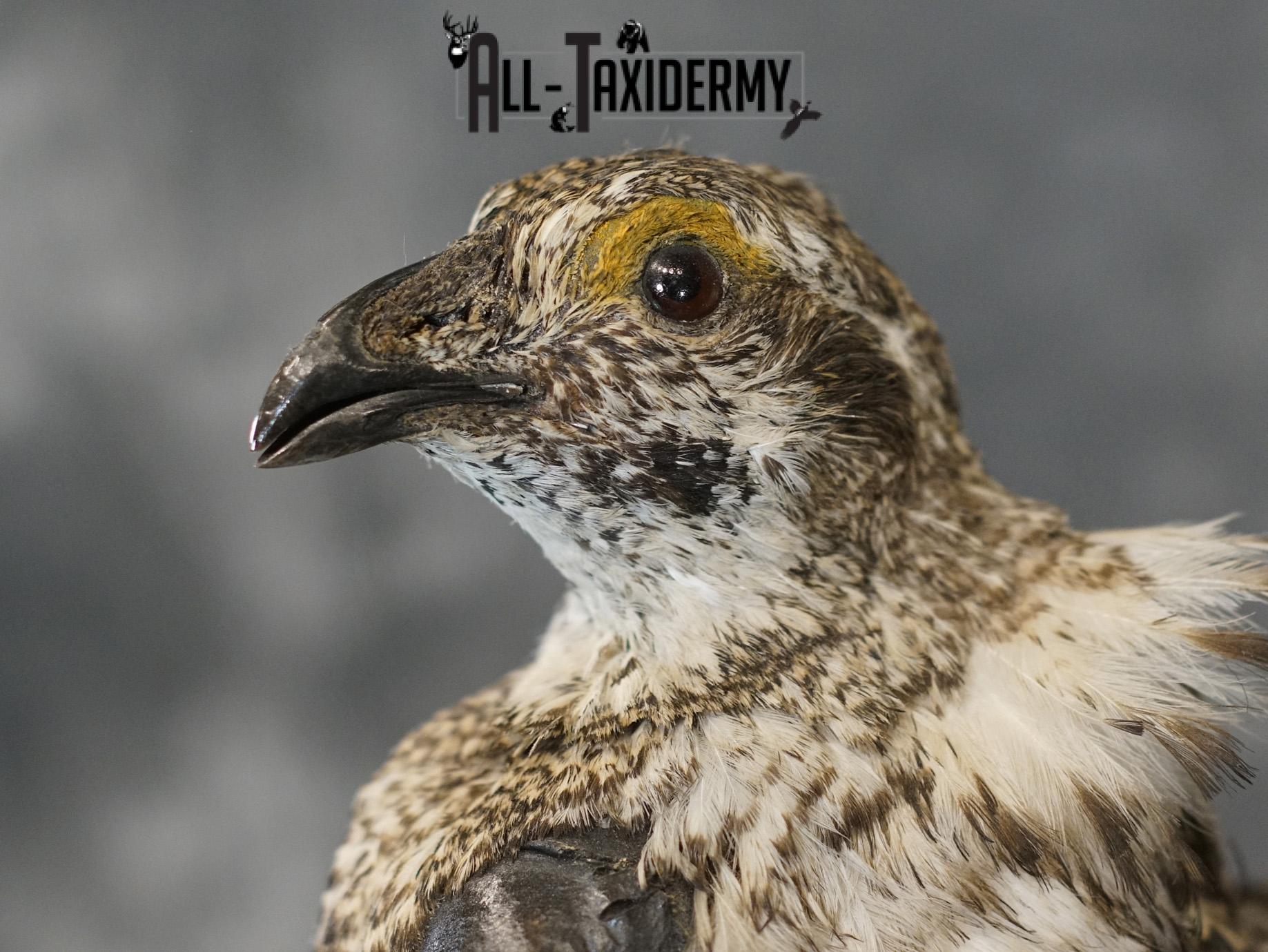 Greater sage grouse taxidermy mount for sale SKU 2196 - Image 5