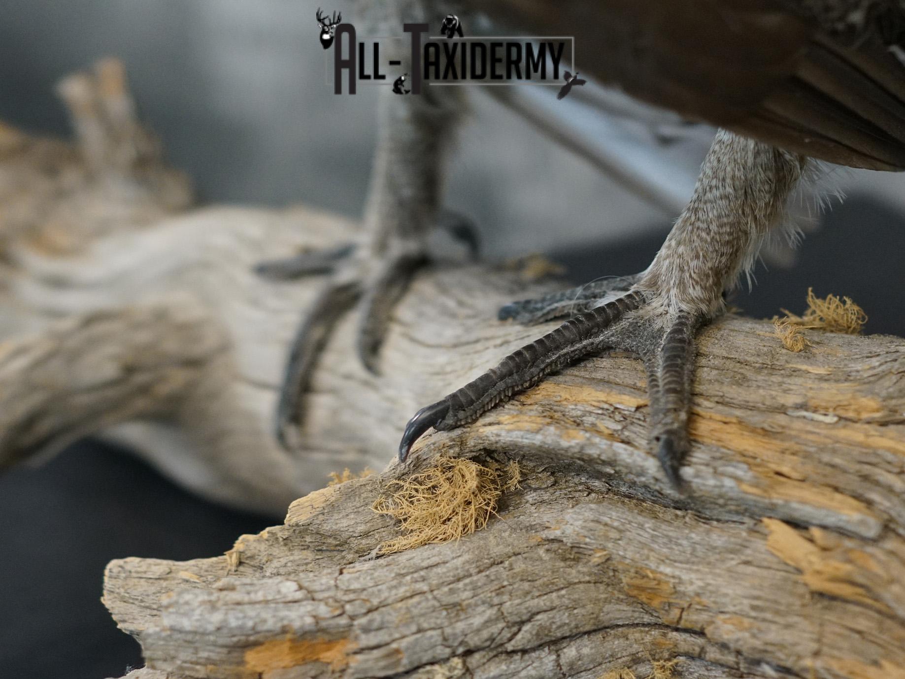 Greater sage grouse taxidermy mount for sale SKU 2196 - Image 4