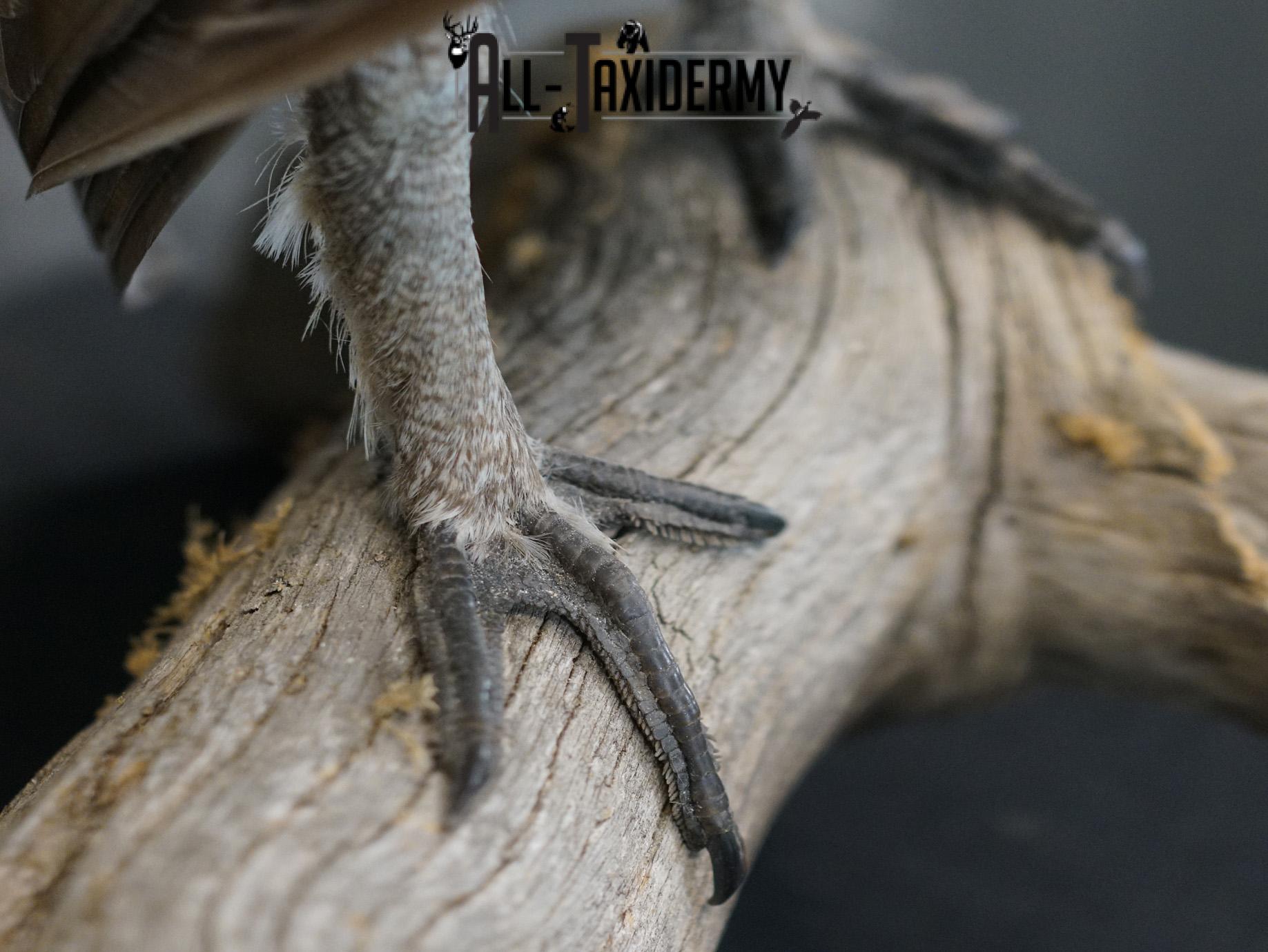 Greater sage grouse taxidermy mount for sale SKU 2196 - Image 3