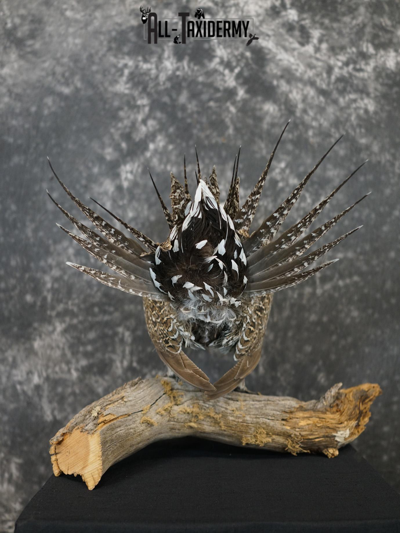 Greater sage grouse taxidermy mount for sale SKU 2196 - Image 2