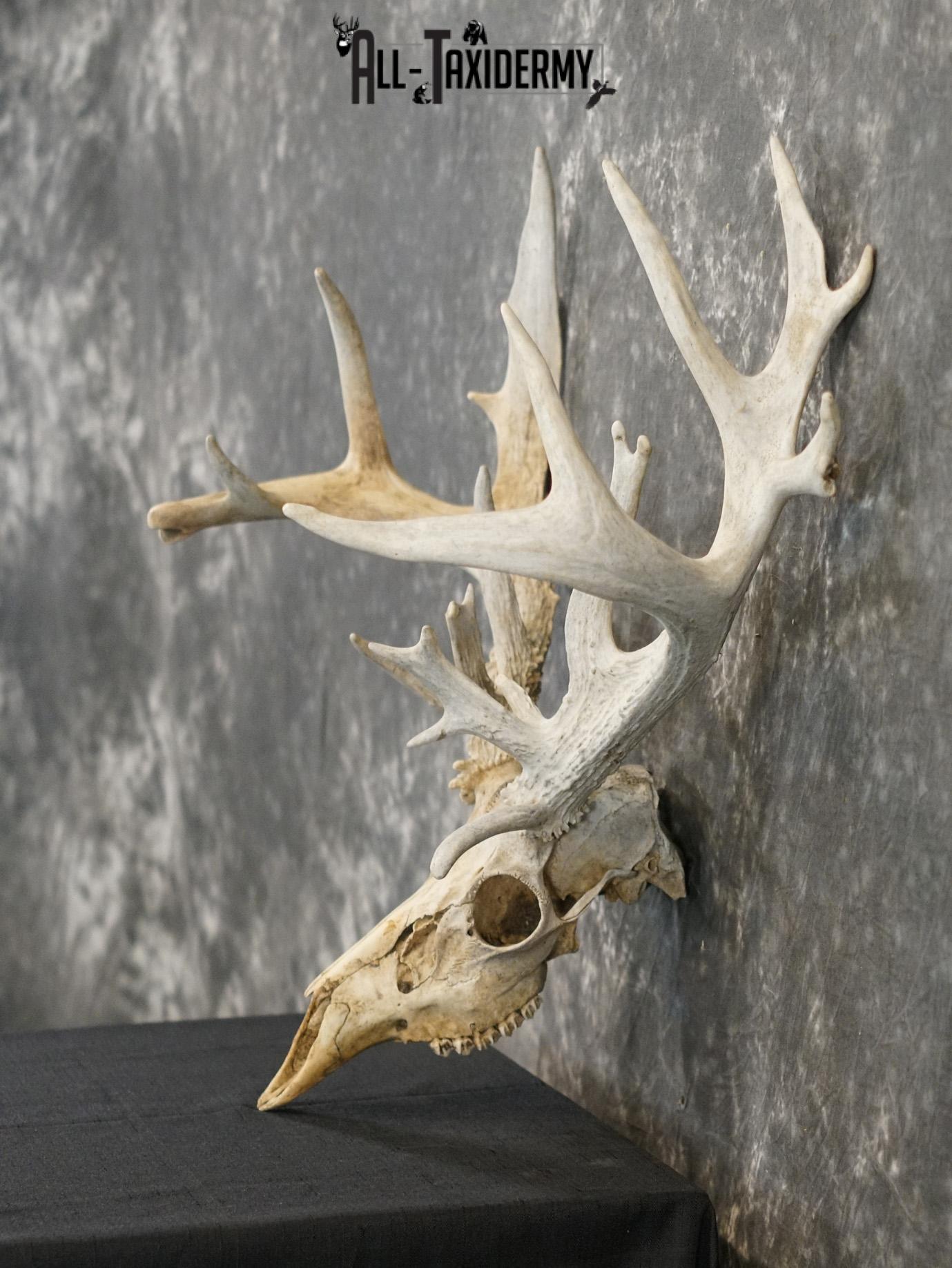 Whitetail european taxidermy skull for sale SKU 2153 - Image 6