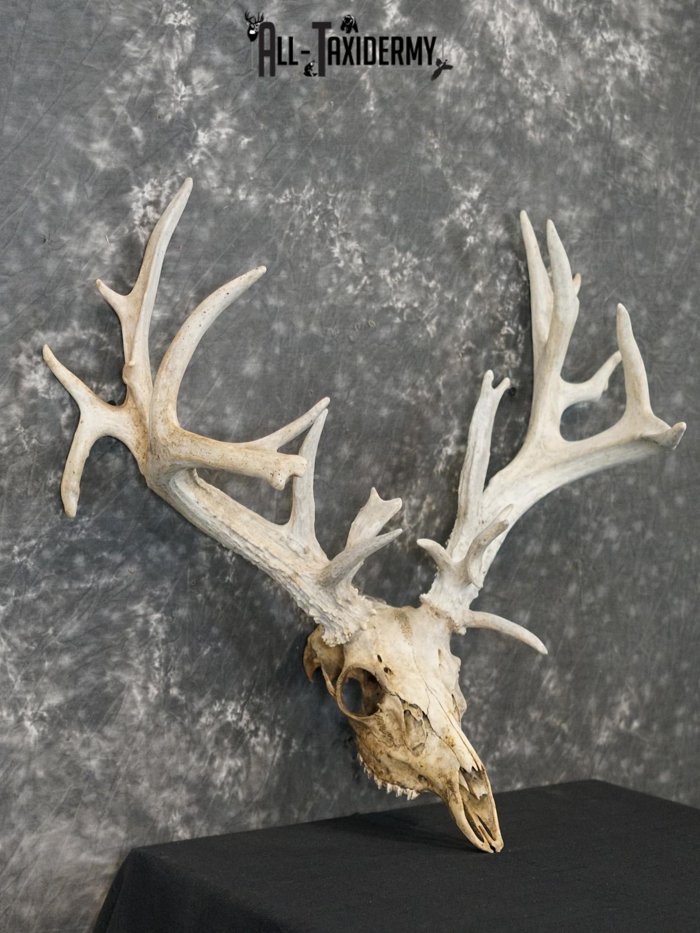 Whitetail european taxidermy skull for sale SKU 2153 - Image 5