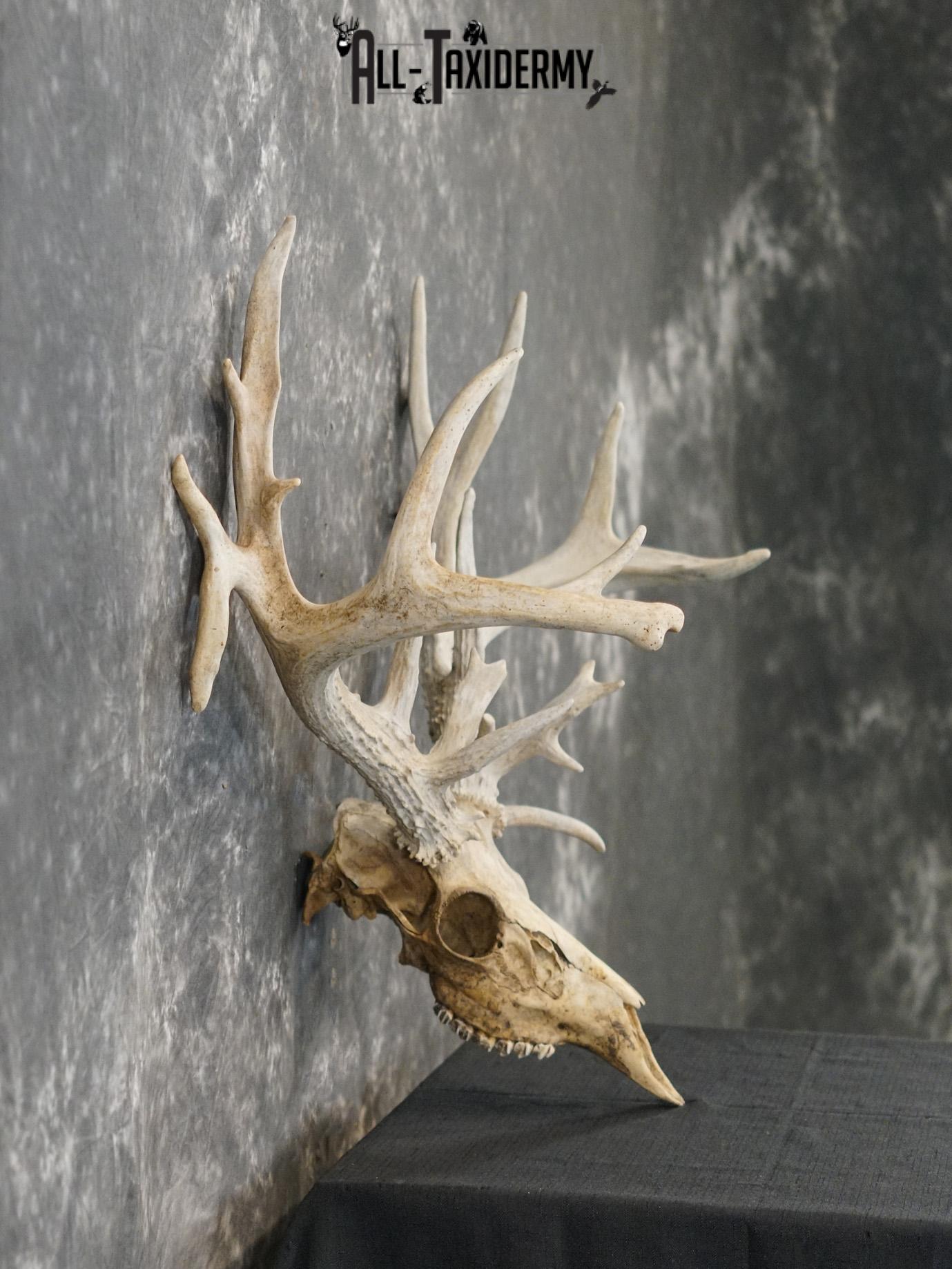 Whitetail european taxidermy skull for sale SKU 2153 - Image 4
