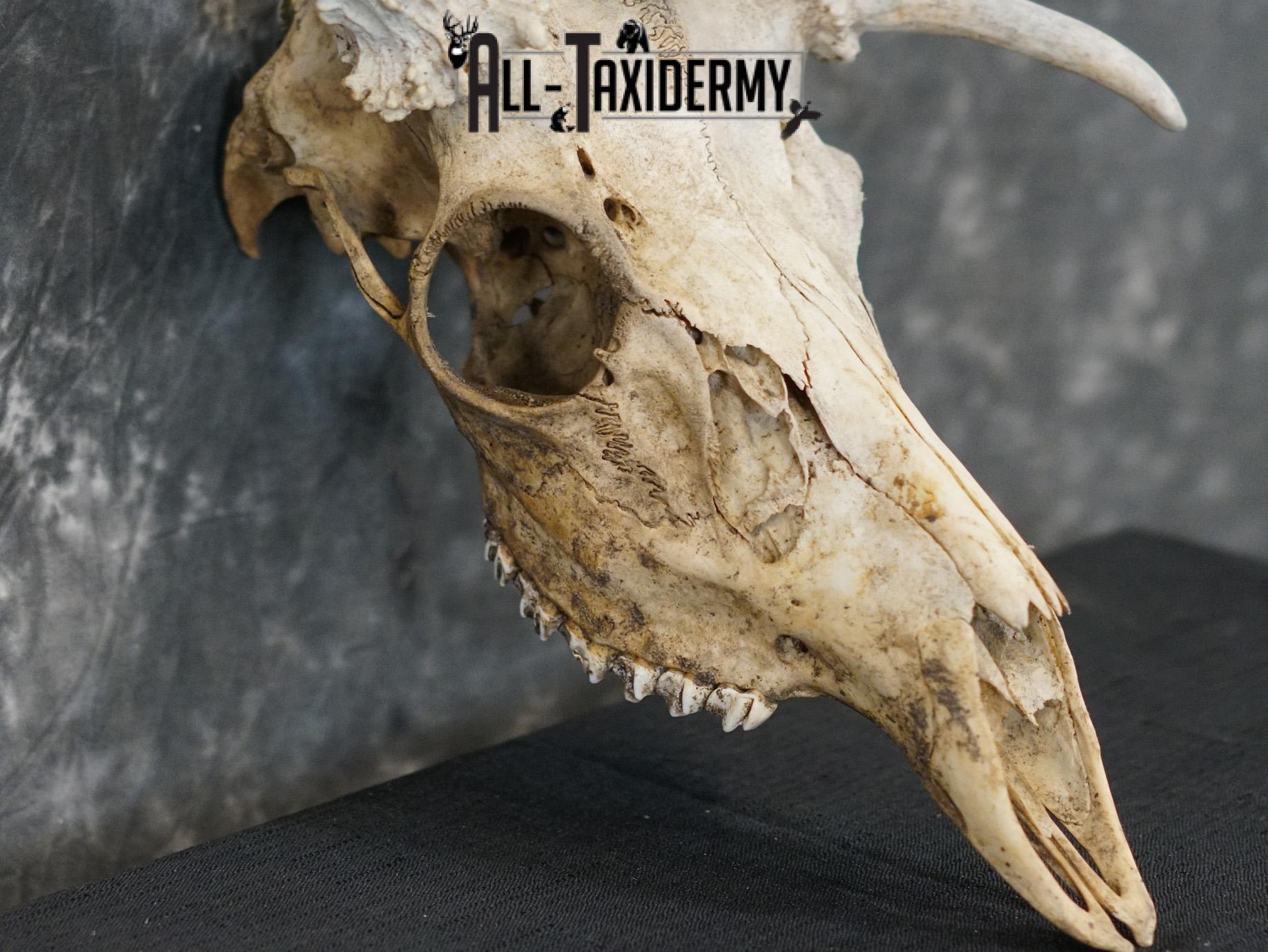 Whitetail european taxidermy skull for sale SKU 2153 - Image 3