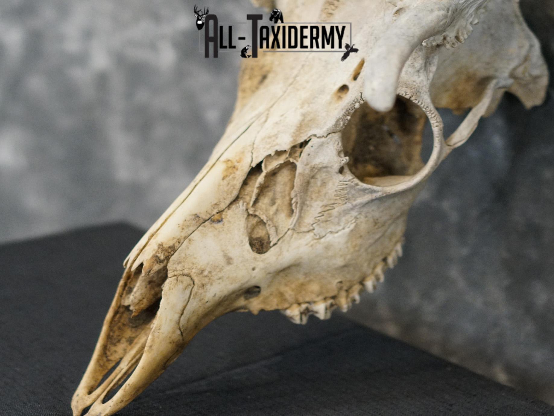 Whitetail european taxidermy skull for sale SKU 2153 - Image 2