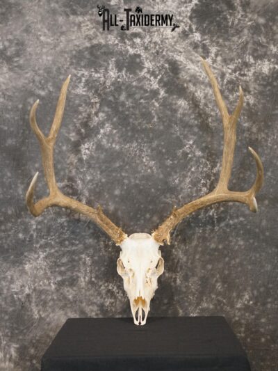 5x6 Mule deer european taxidermy skull for sale SKU 2170