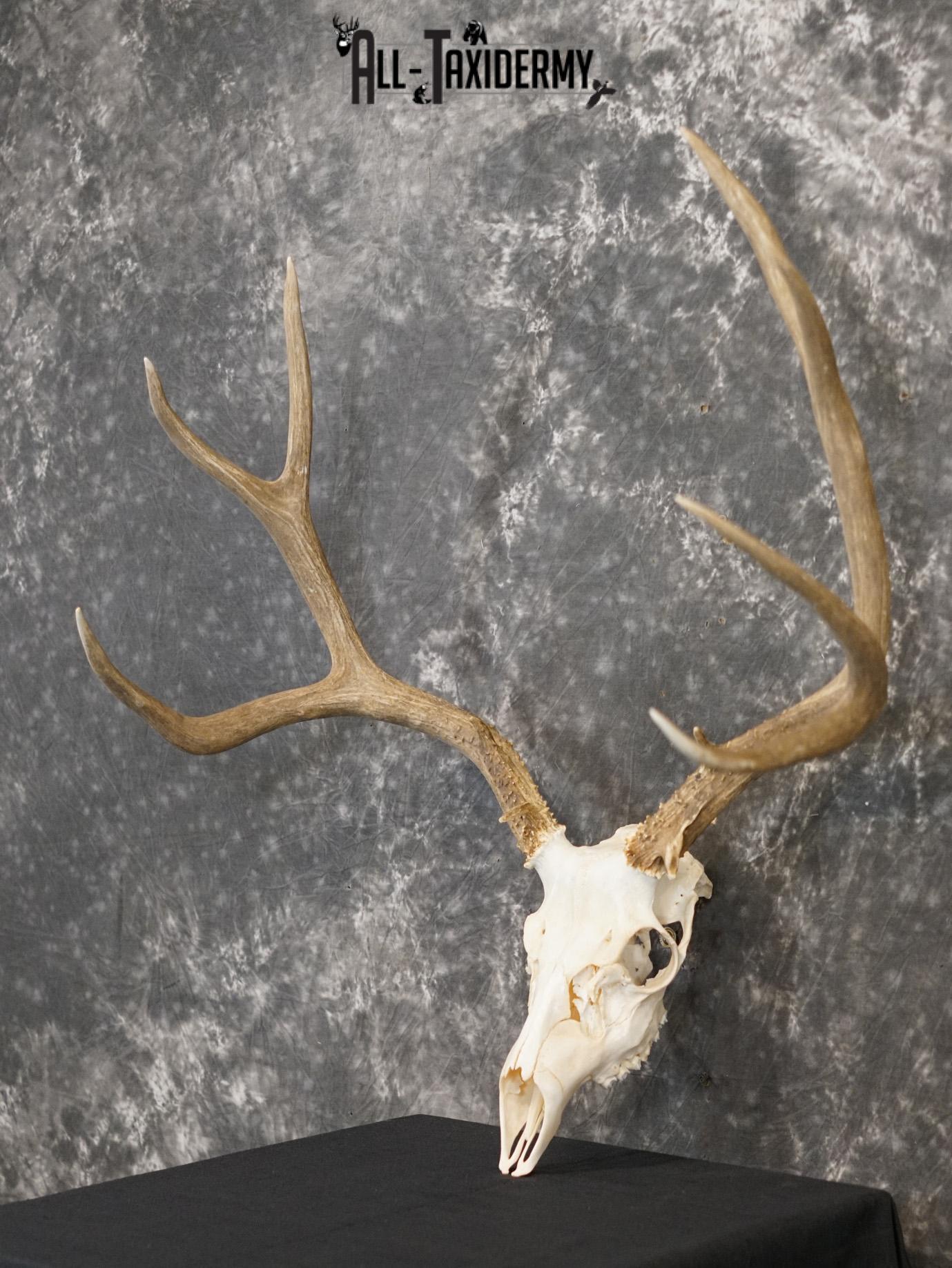 5x6 Mule deer european taxidermy skull for sale SKU 2170 - Image 7