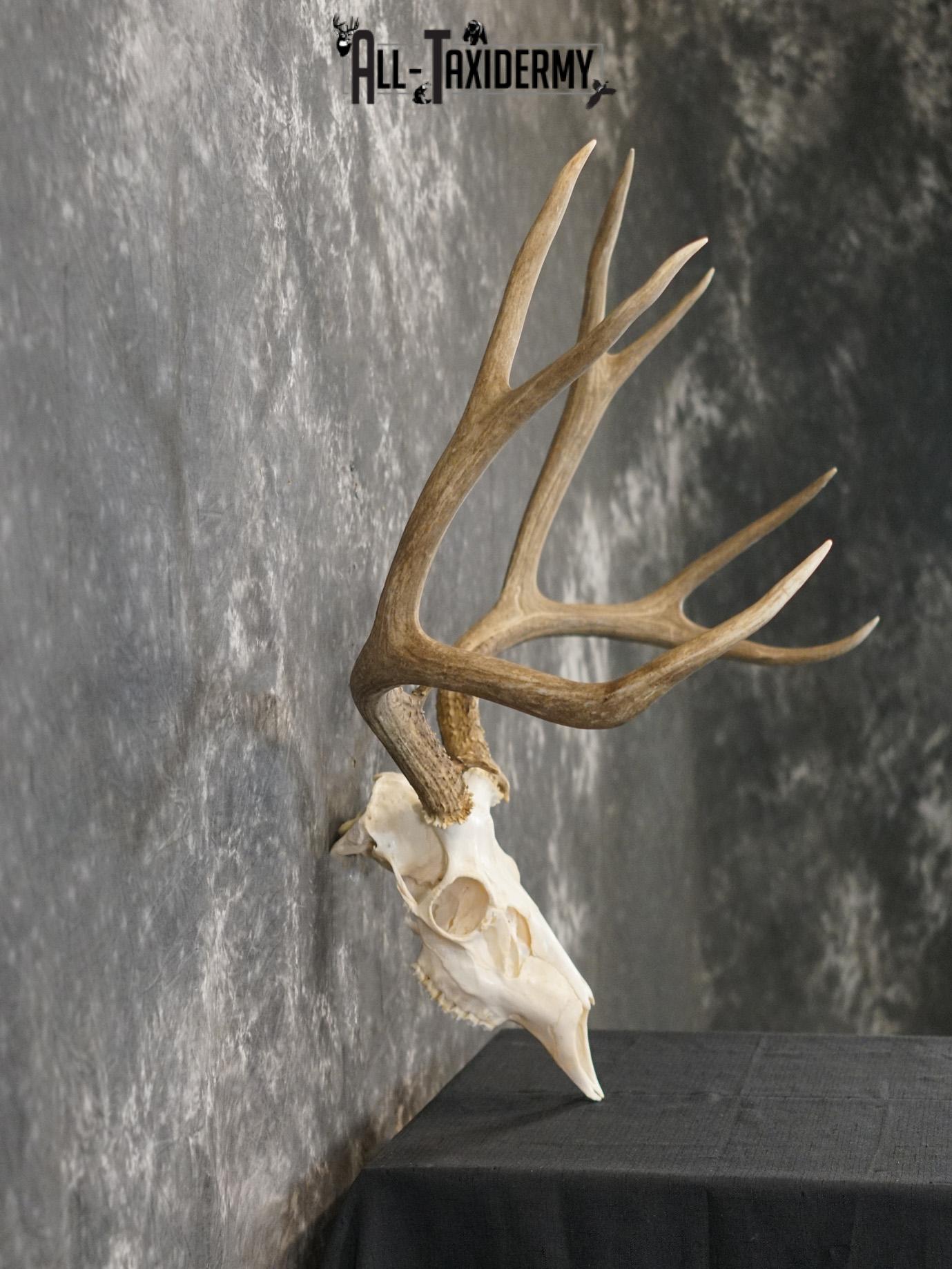 5x6 Mule deer european taxidermy skull for sale SKU 2170 - Image 4