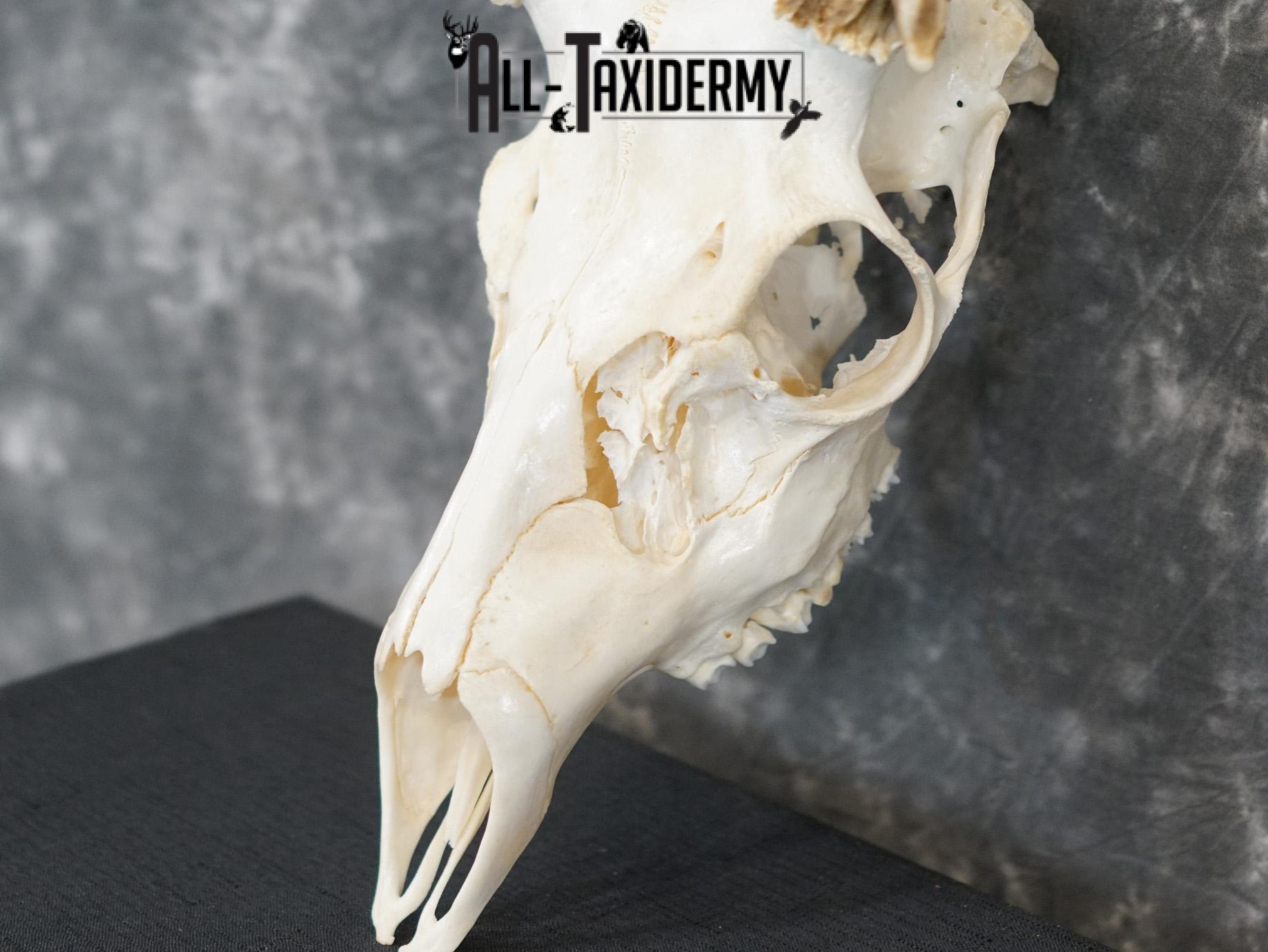 5x6 Mule deer european taxidermy skull for sale SKU 2170 - Image 2