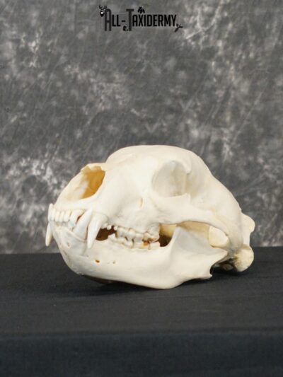 Black bear european taxidermy skull for sale SKU 2167