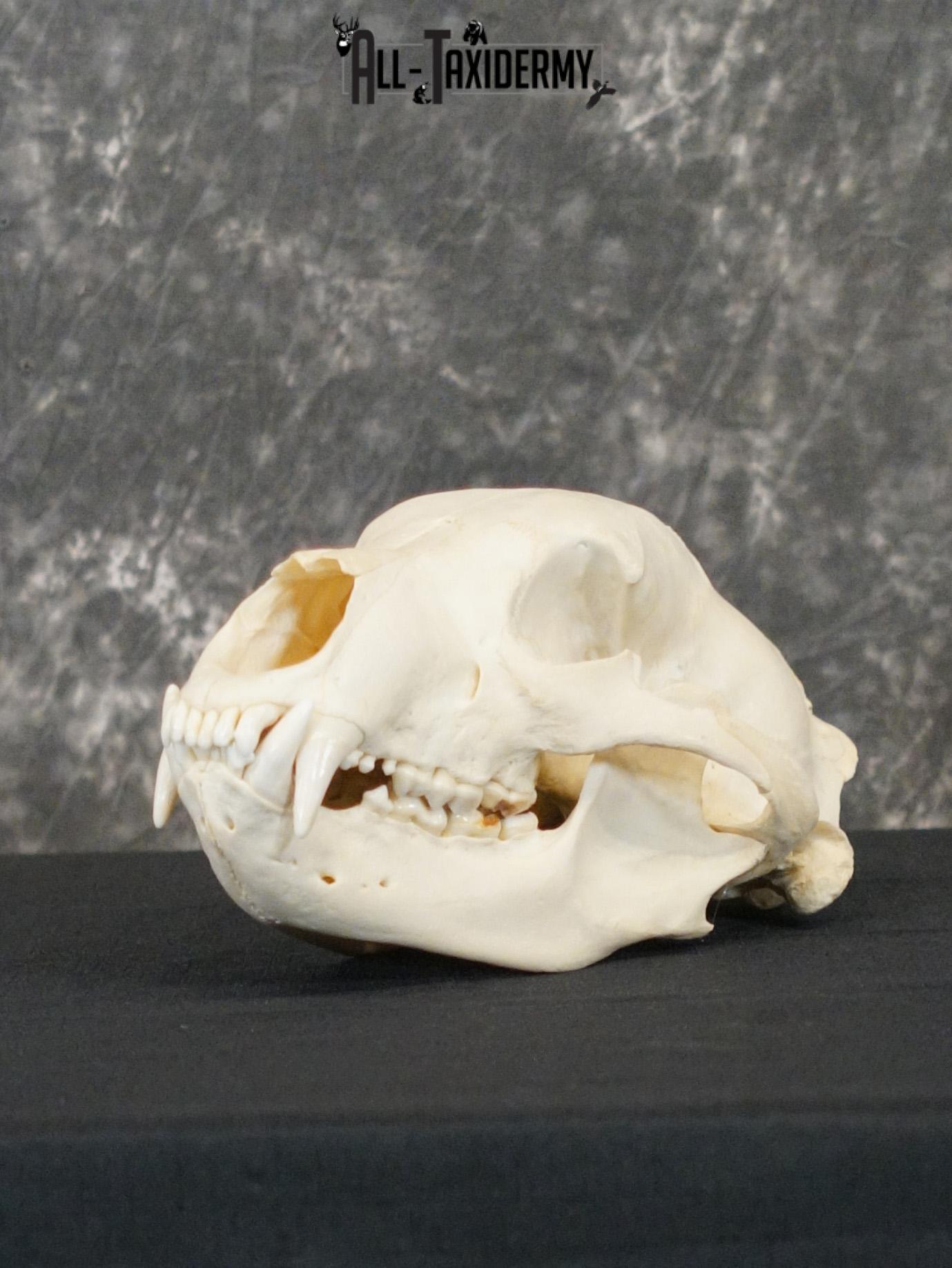 Black bear european taxidermy skull for sale SKU 2167