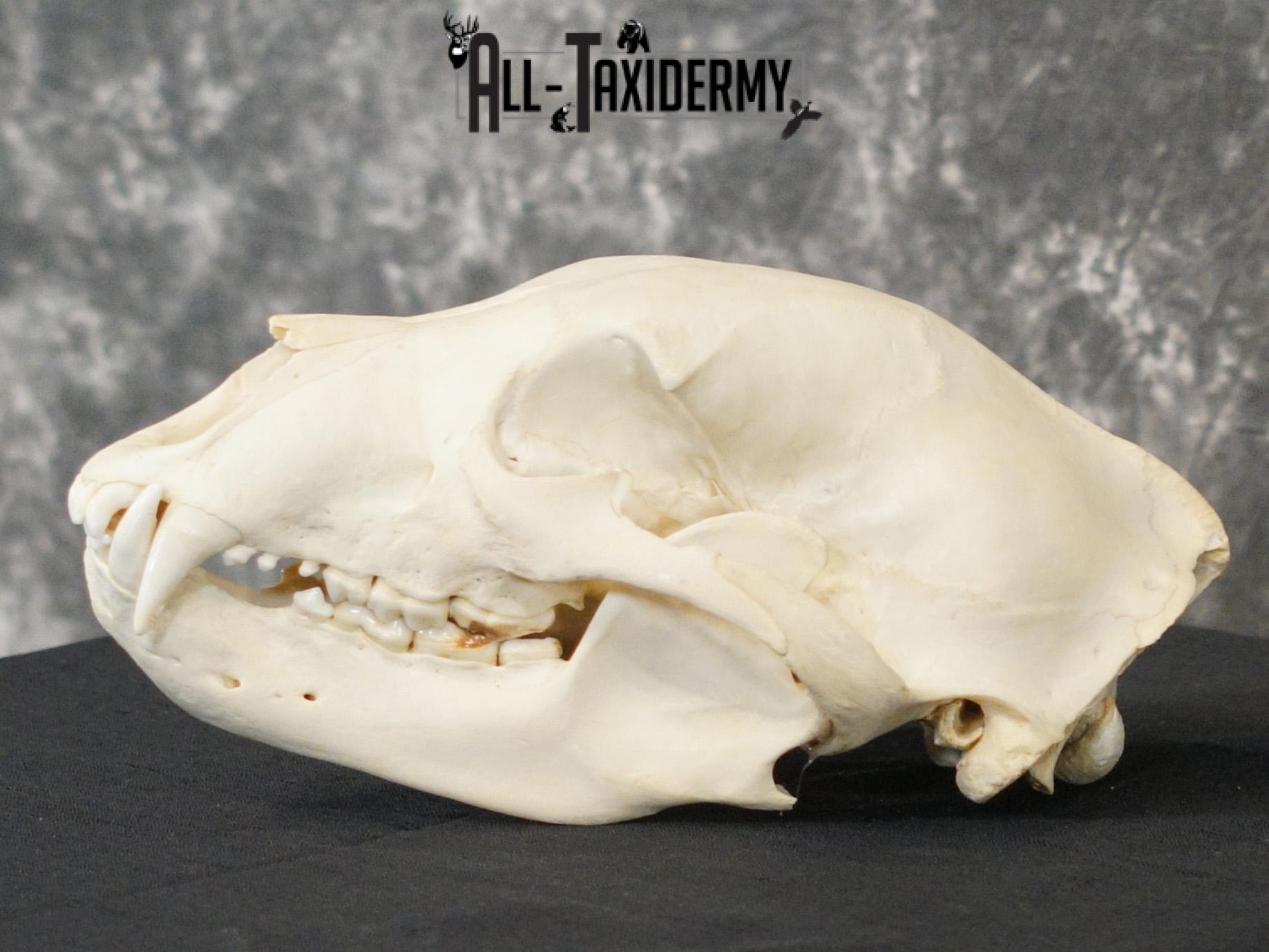 Black bear european taxidermy skull for sale SKU 2167 - Image 6