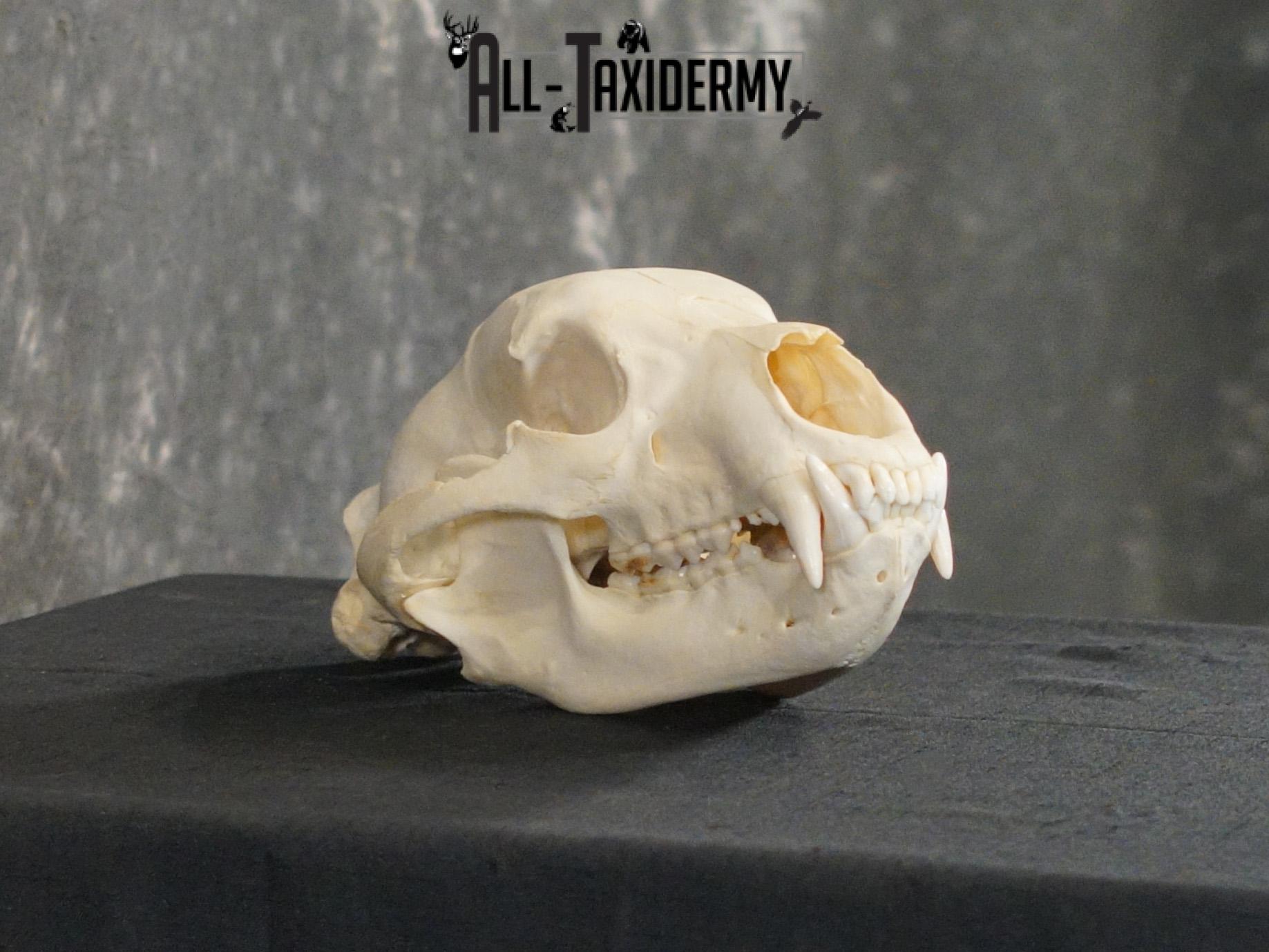 Black bear european taxidermy skull for sale SKU 2167 - Image 3