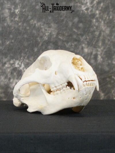 Black bear european SCI BRONZE taxidermy skull for sale SKU 2168