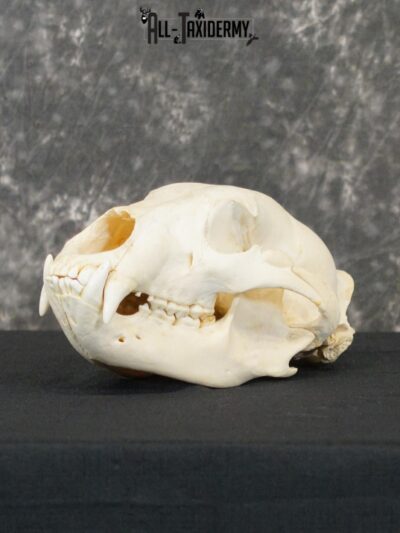 Black bear european SCI BRONZE taxidermy skull for sale SKU 2169