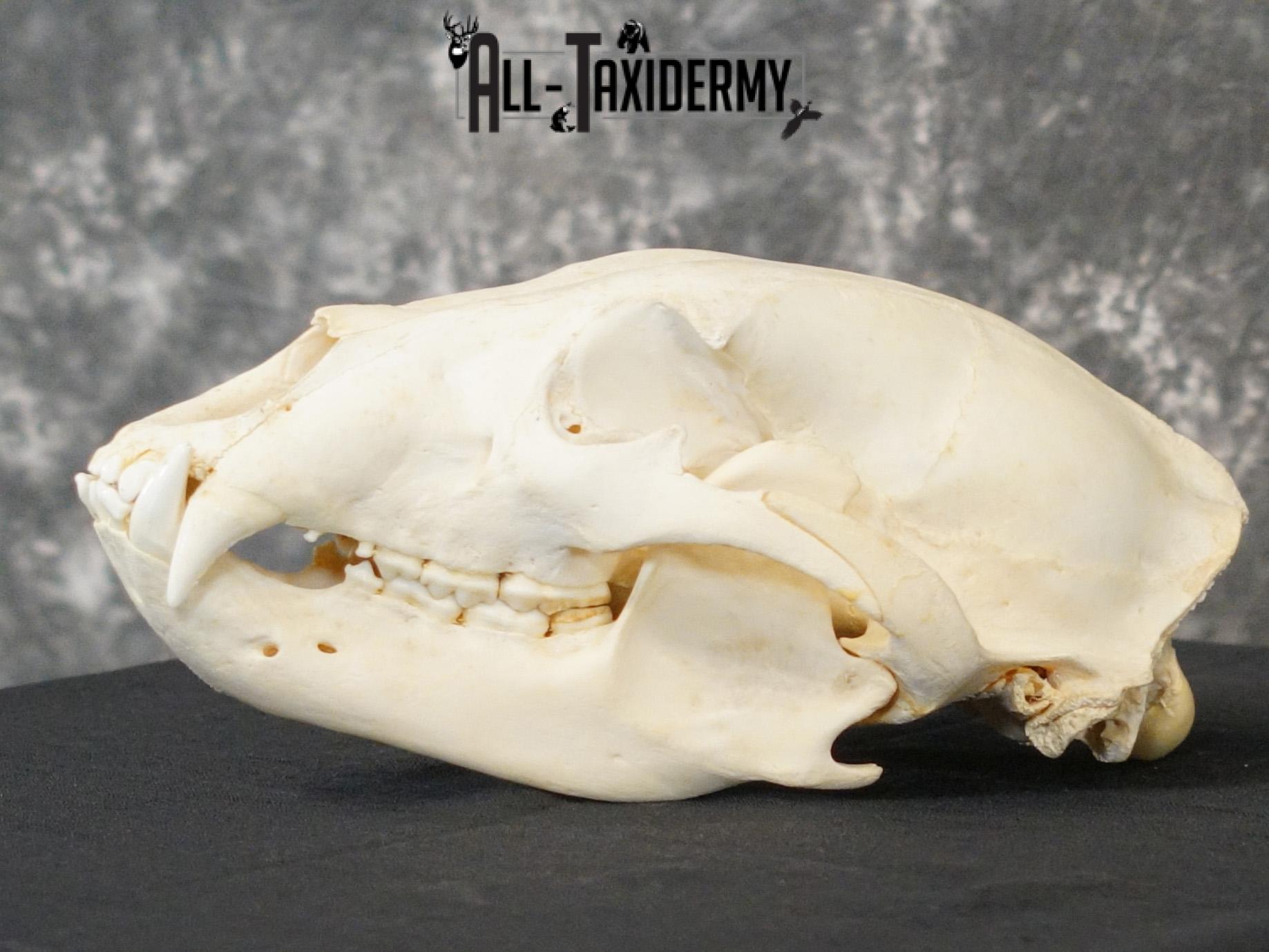 Black bear european SCI BRONZE taxidermy skull for sale SKU 2169 - Image 6