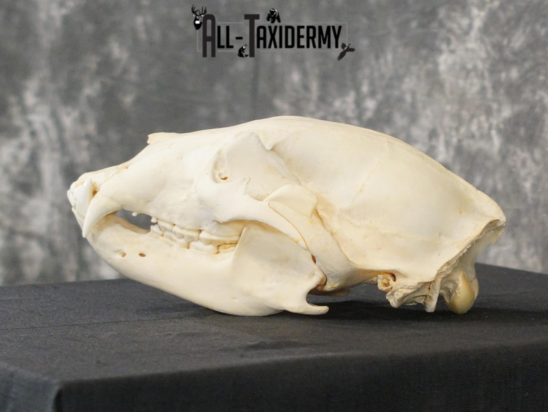 Black bear european SCI BRONZE taxidermy skull for sale SKU 2169 - Image 5