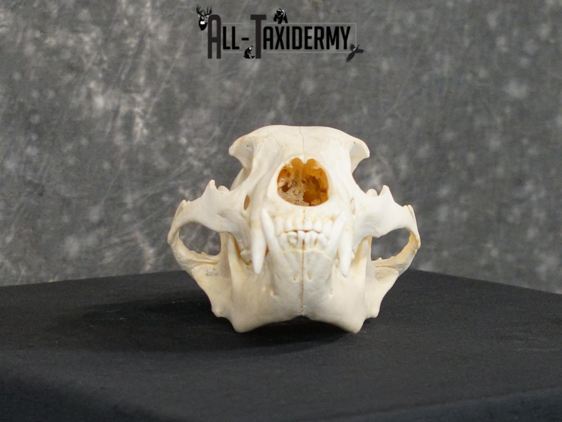 Black bear european SCI BRONZE taxidermy skull for sale SKU 2169 - Image 4