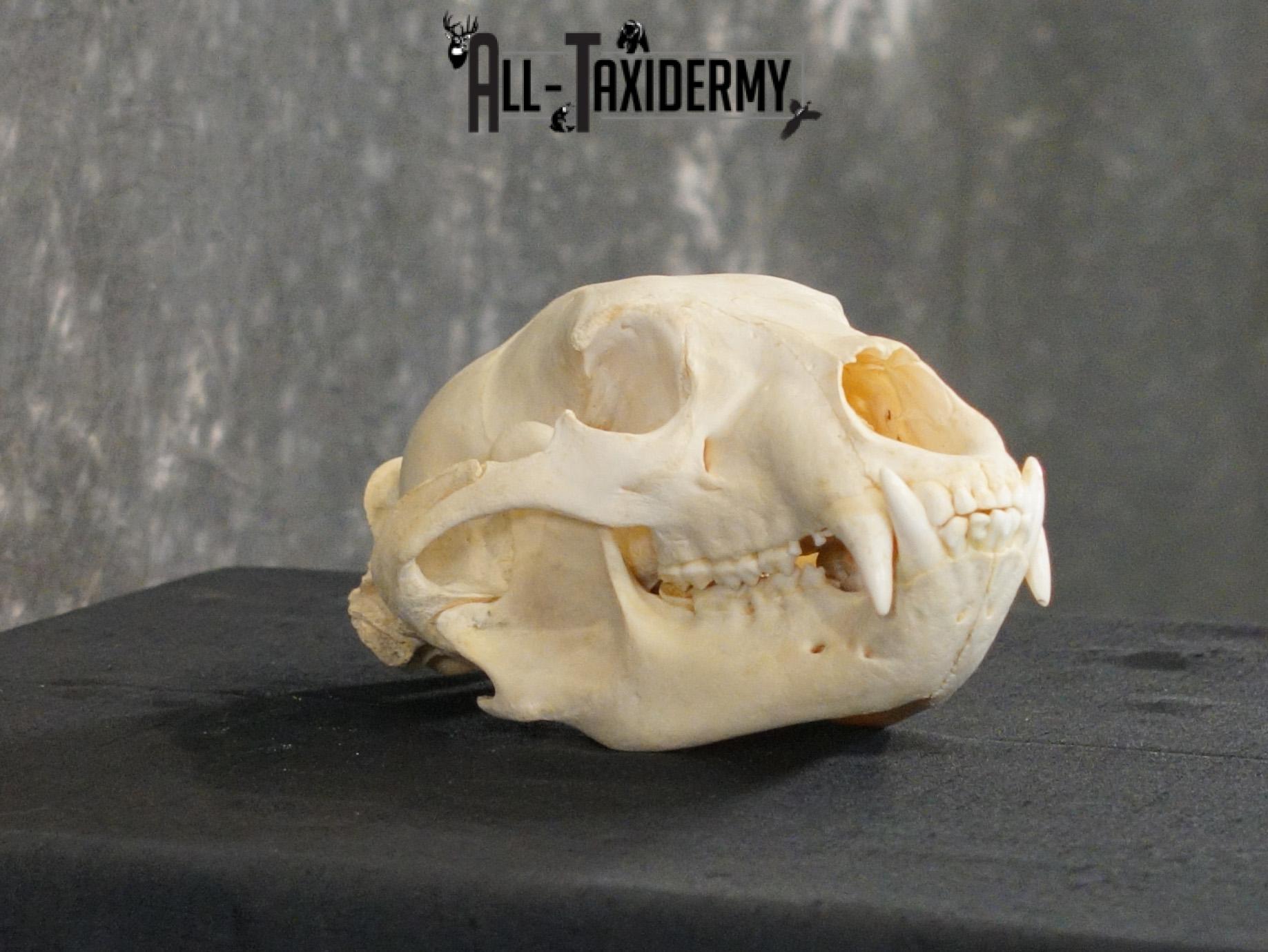 Black bear european SCI BRONZE taxidermy skull for sale SKU 2169 - Image 3