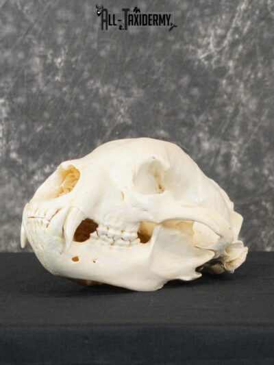 Black bear european SCI SILVER taxidermy skull for sale SKU 2154