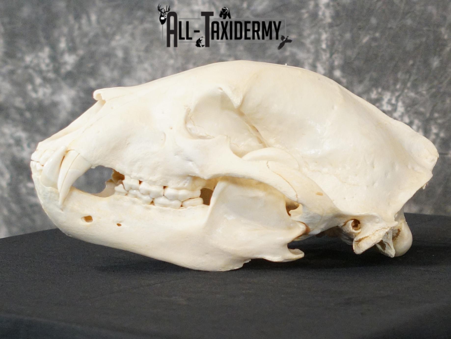 Black bear european SCI SILVER taxidermy skull for sale SKU 2154 - Image 7