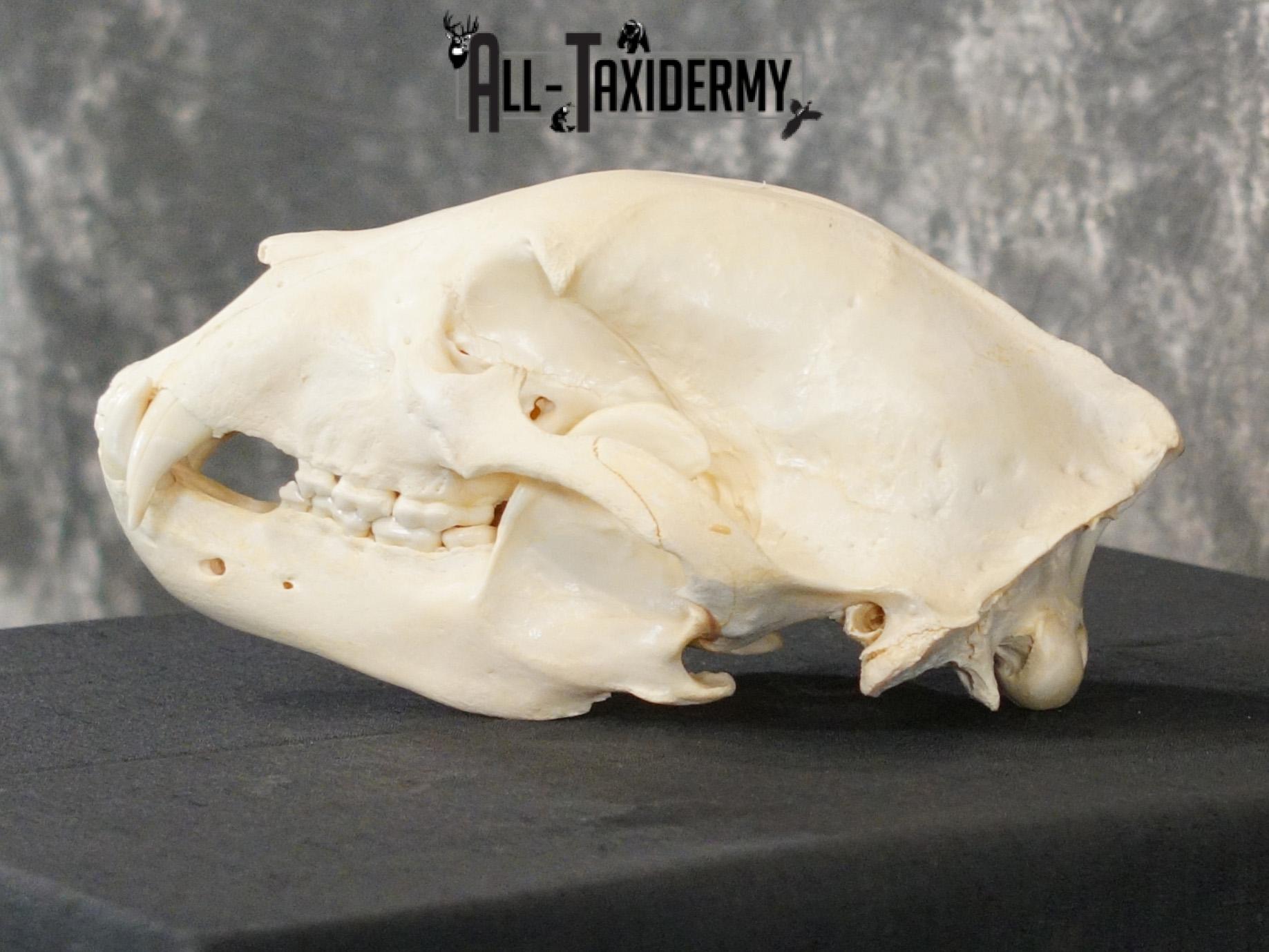 Black bear european SCI SILVER taxidermy skull for sale SKU 2154 - Image 6
