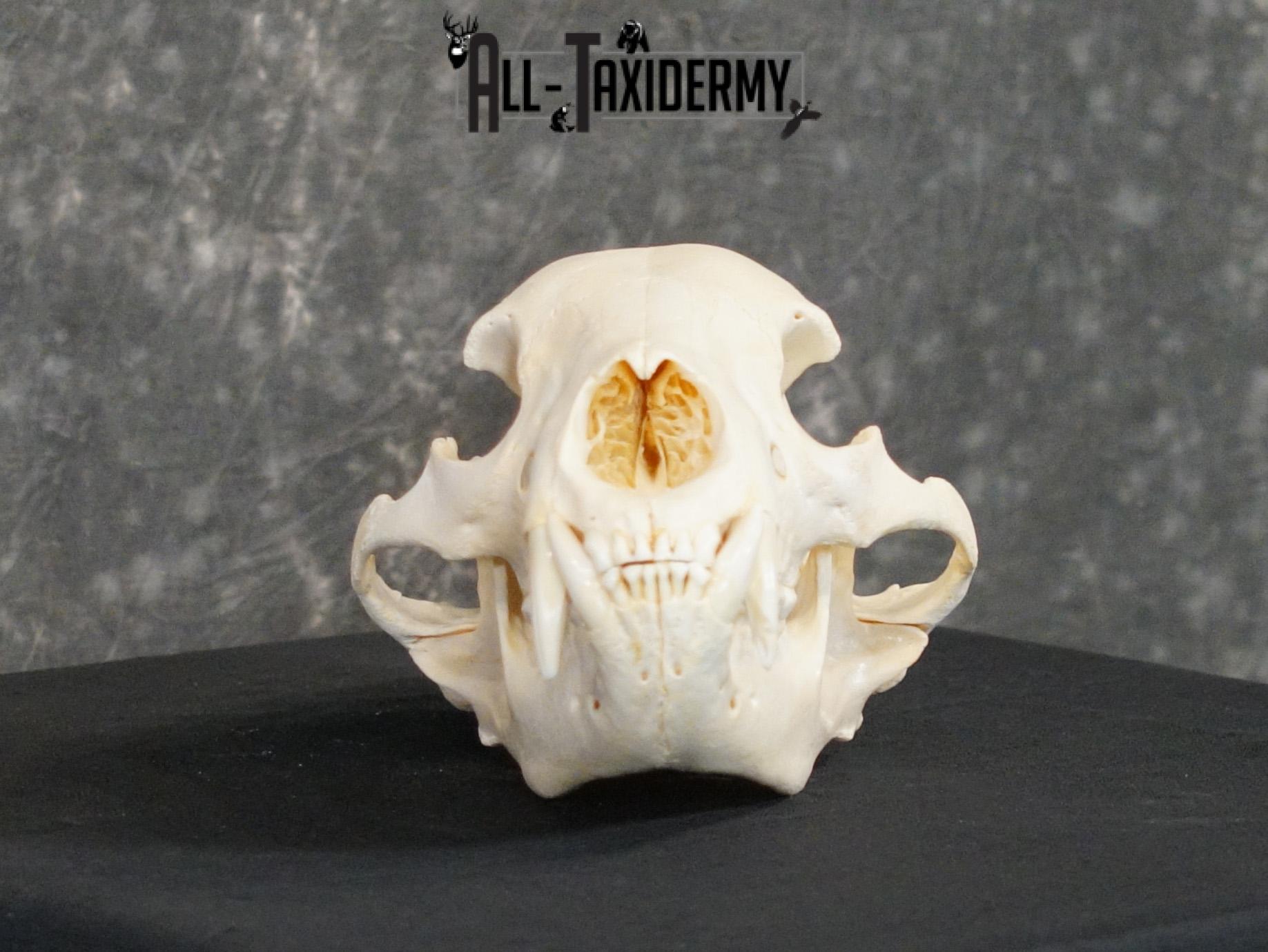 Black bear european SCI SILVER taxidermy skull for sale SKU 2154 - Image 5