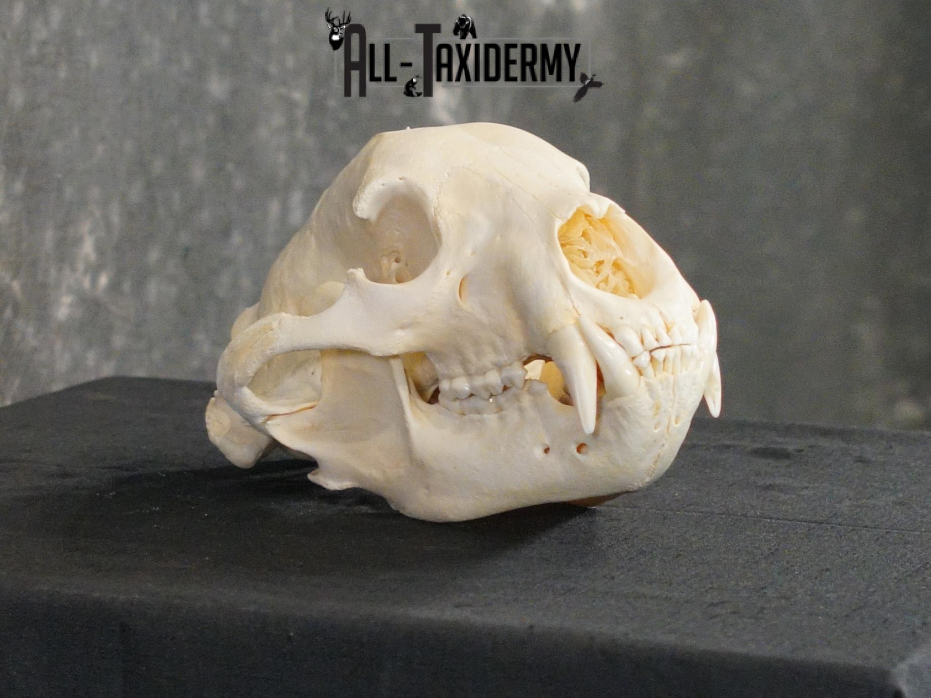 Black bear european SCI SILVER taxidermy skull for sale SKU 2154 - Image 4