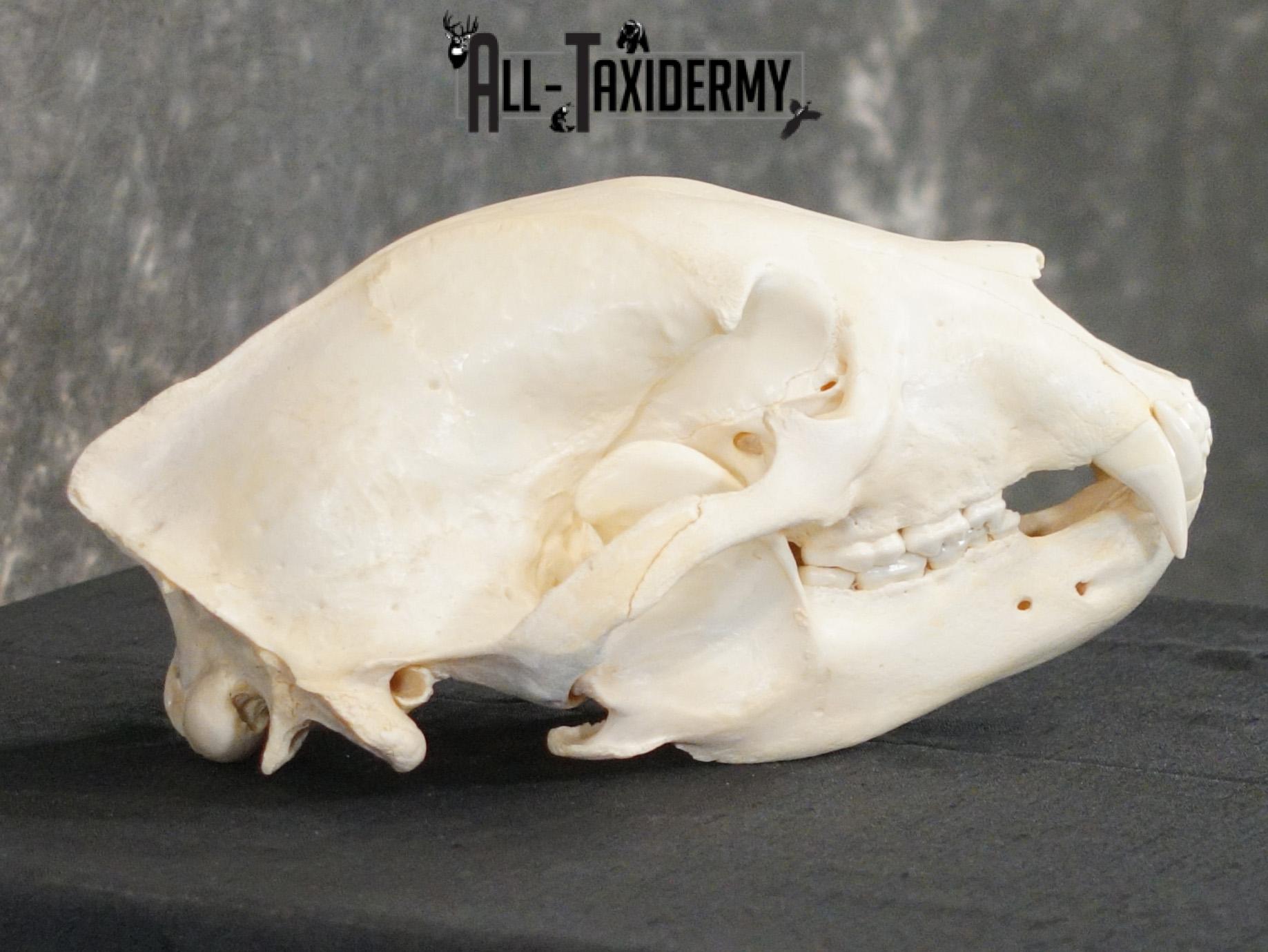 Black bear european SCI SILVER taxidermy skull for sale SKU 2154 - Image 3