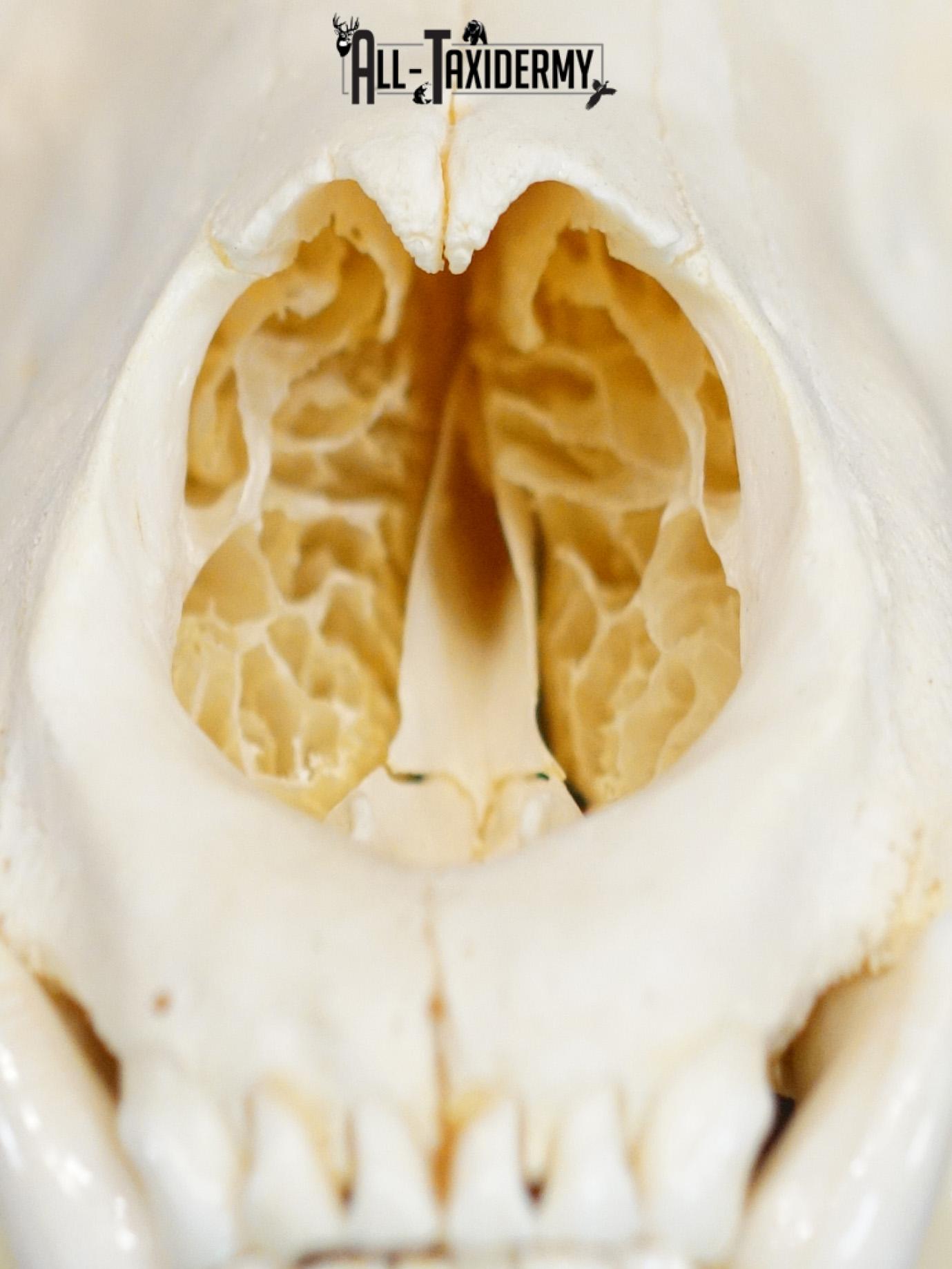 Black bear european SCI SILVER taxidermy skull for sale SKU 2154 - Image 2