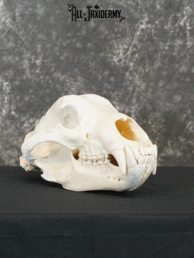 Alaskan Kodiak bear taxidermy skull for sale SKU 2198