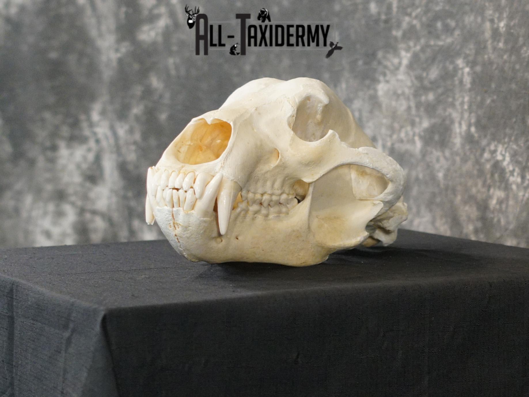 Alaskan Kodiak bear taxidermy skull for sale SKU 2198 - Image 5