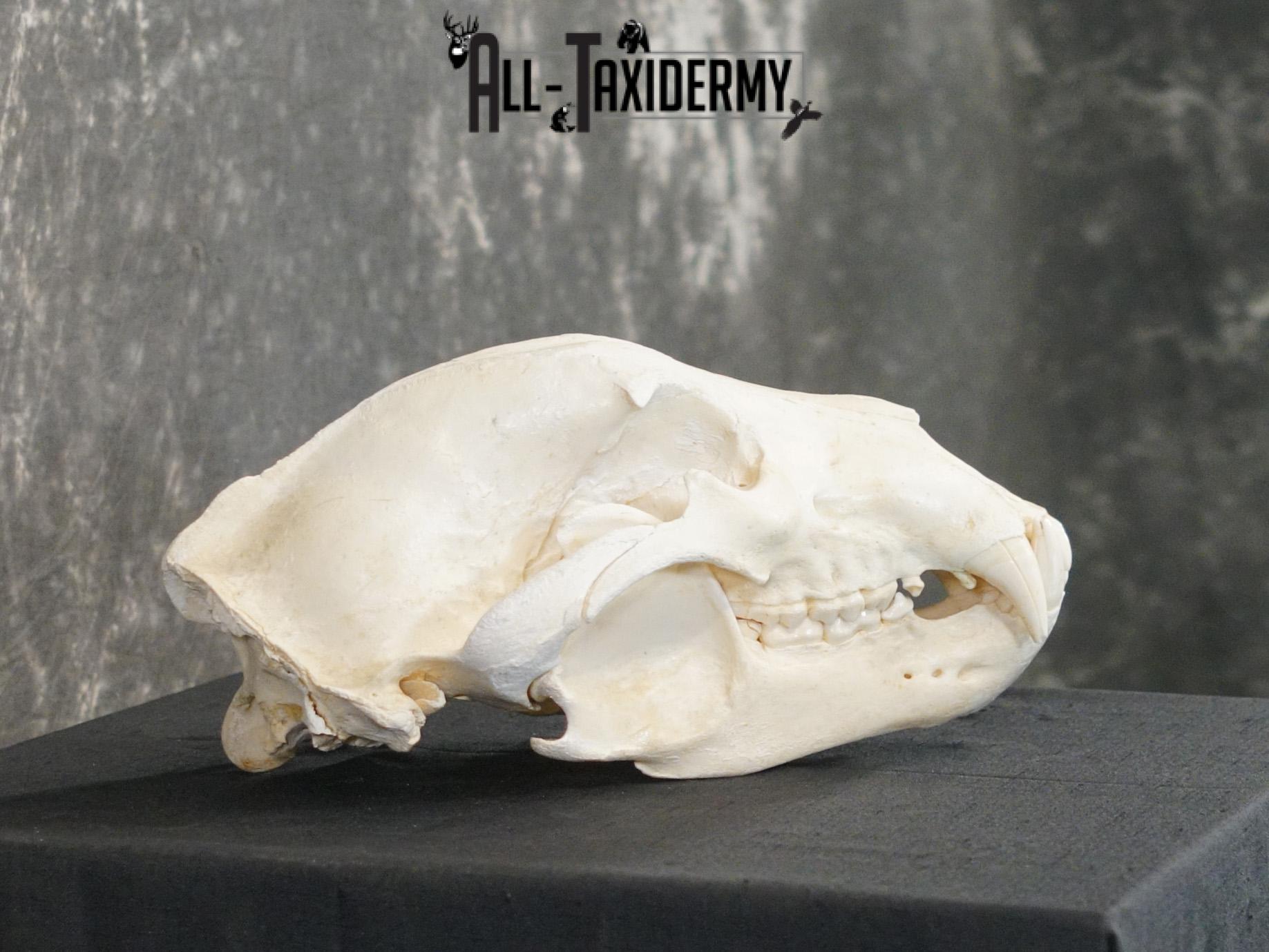 Alaskan Kodiak bear taxidermy skull for sale SKU 2198 - Image 3