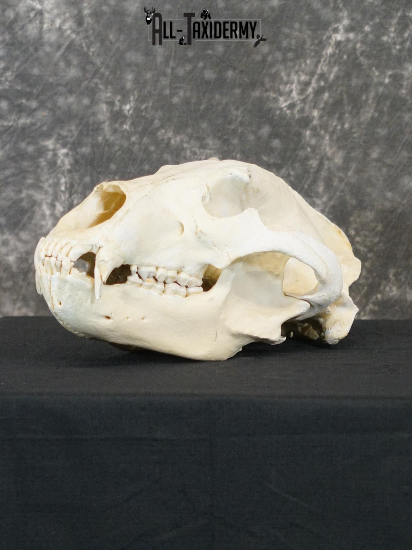 Alaskan Kodiak bear BRONZE award skull for sale SKU 2197