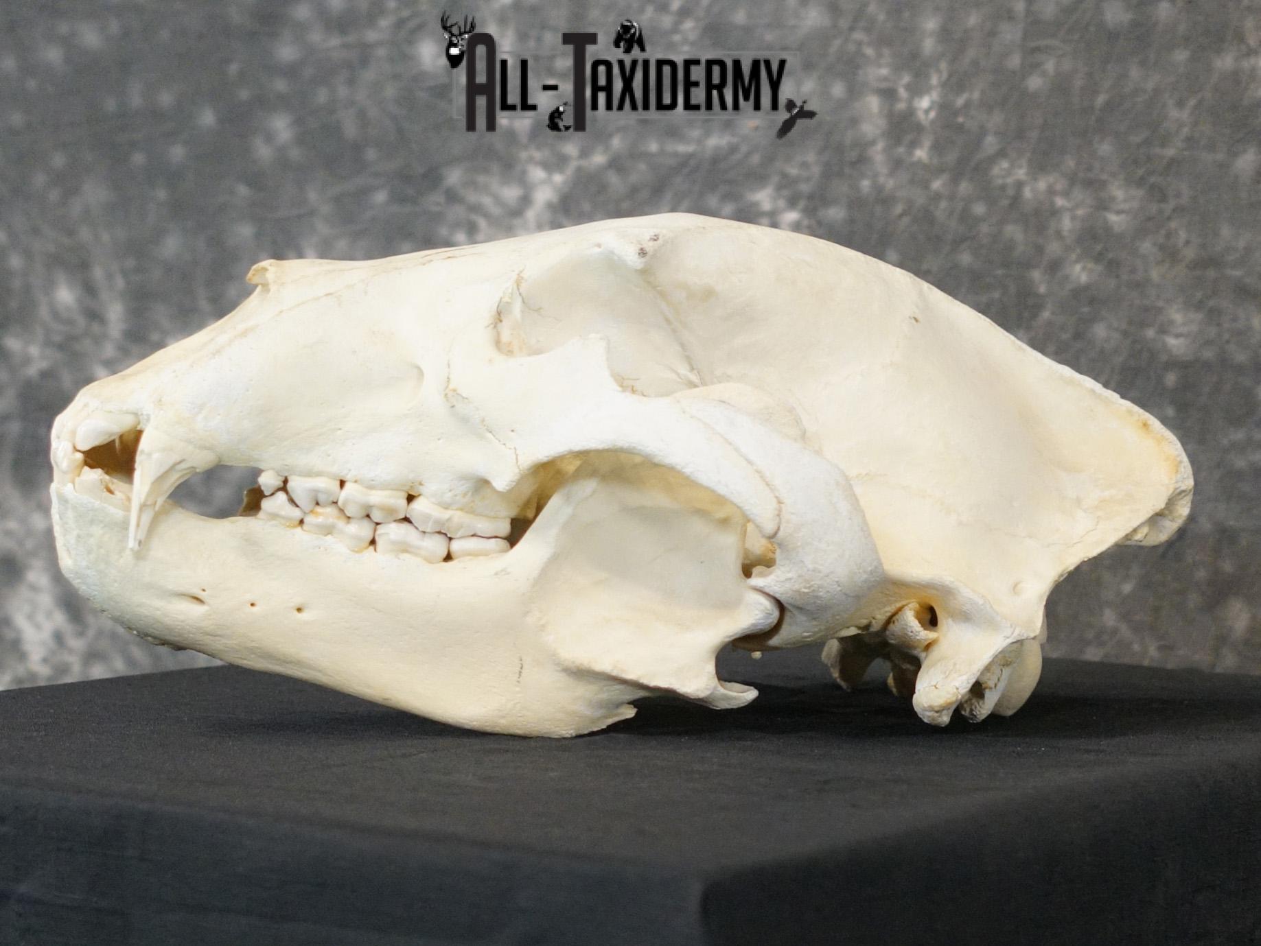 Alaskan Kodiak bear BRONZE award skull for sale SKU 2197 - Image 6