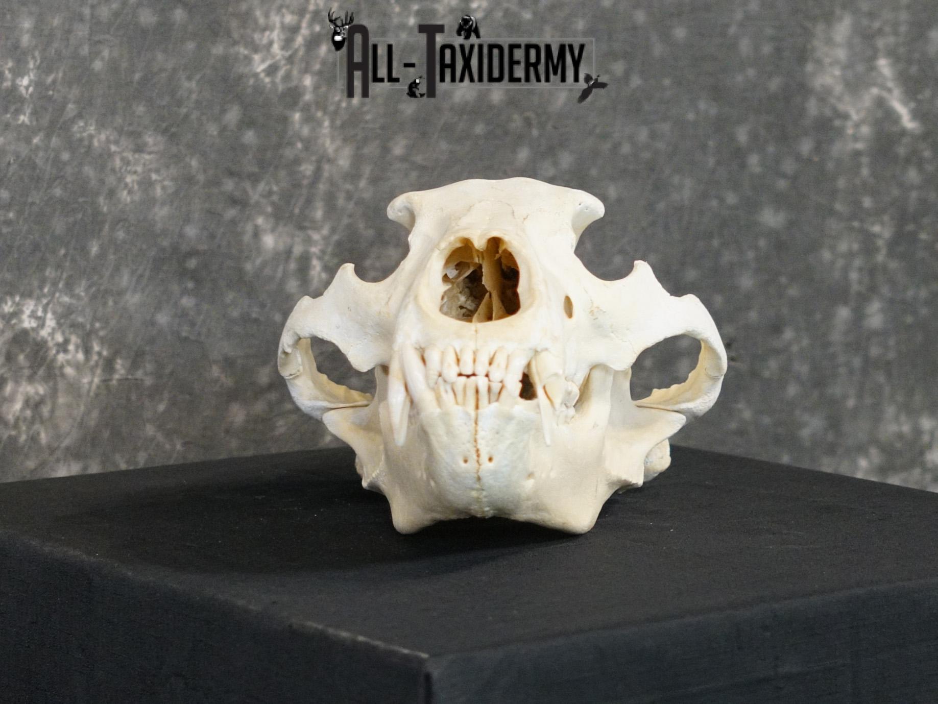 Alaskan Kodiak bear BRONZE award skull for sale SKU 2197 - Image 4