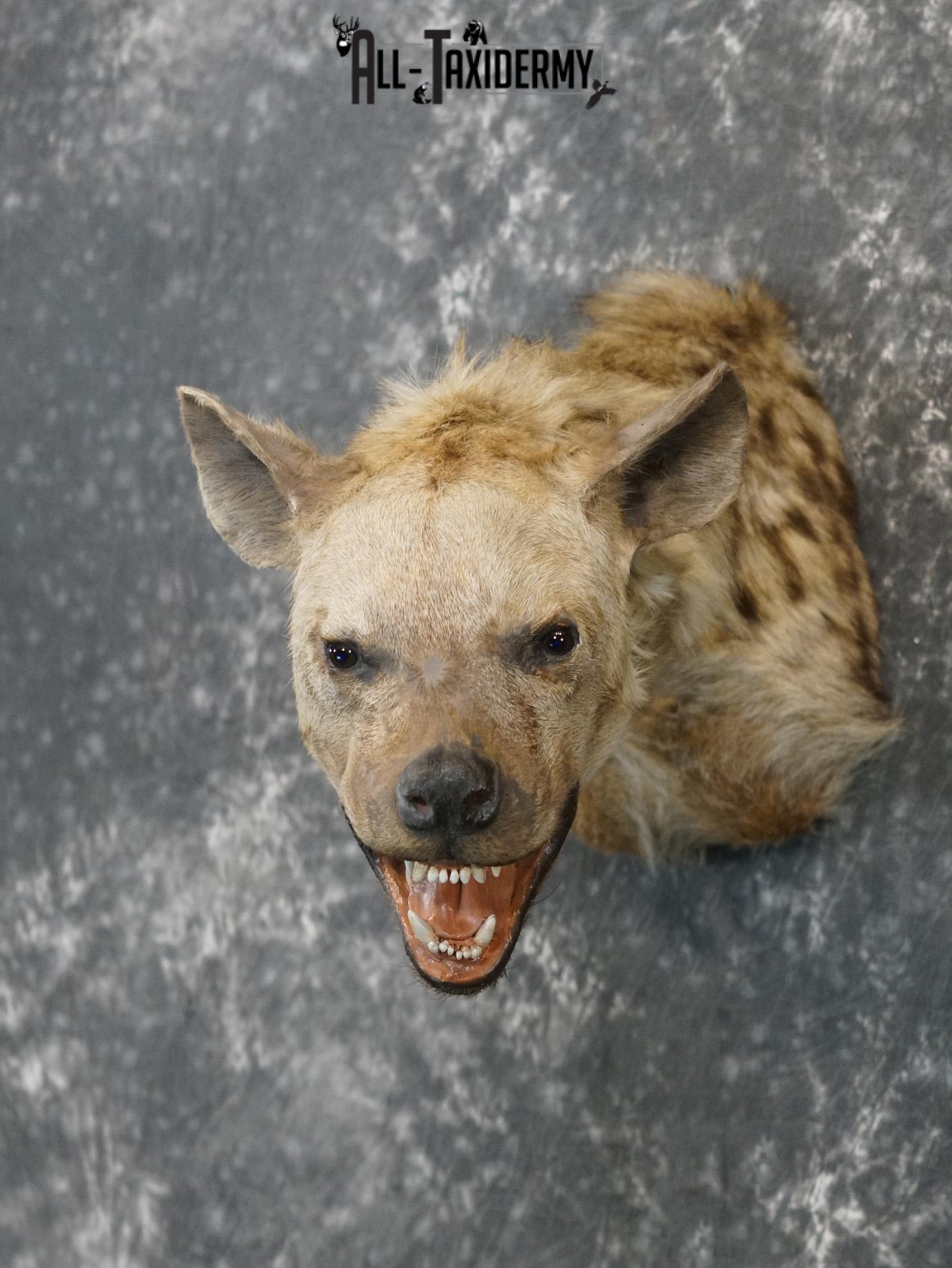 African Spotted Hyena Taxidermy Shoulder Mount for sale SKU 2206 - Image 8