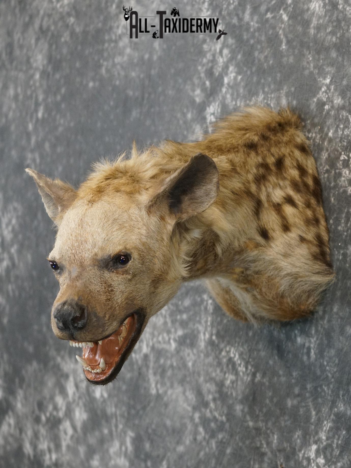 African Spotted Hyena Taxidermy Shoulder Mount for sale SKU 2206 - Image 7