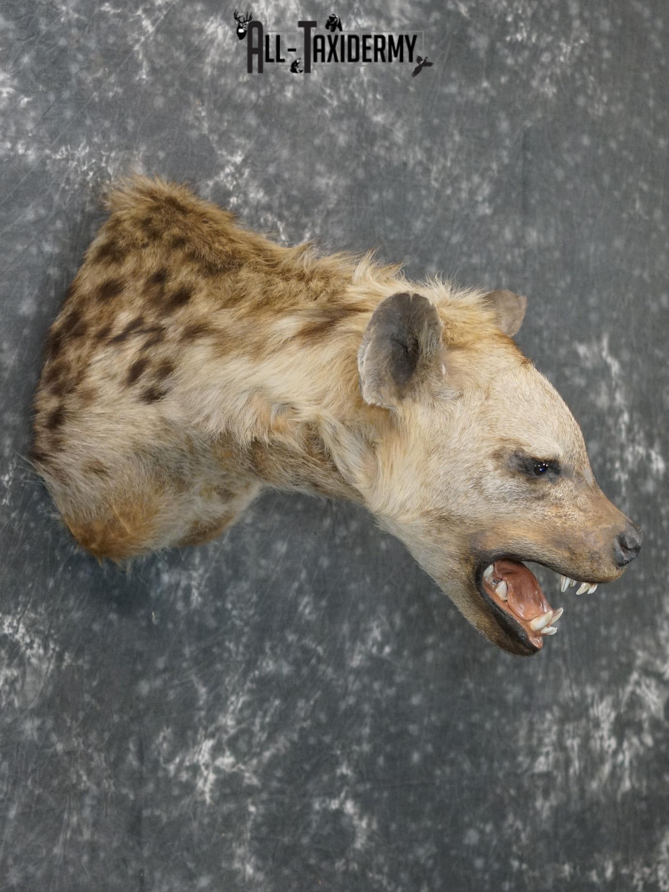 African Spotted Hyena Taxidermy Shoulder Mount for sale SKU 2206 - Image 6